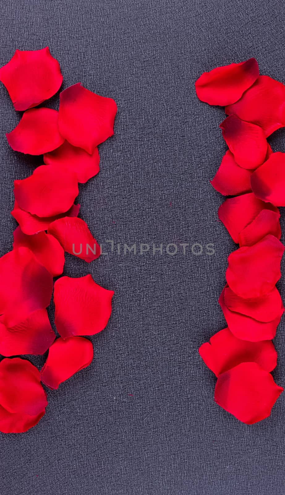 Artificial petals black background frame by victosha