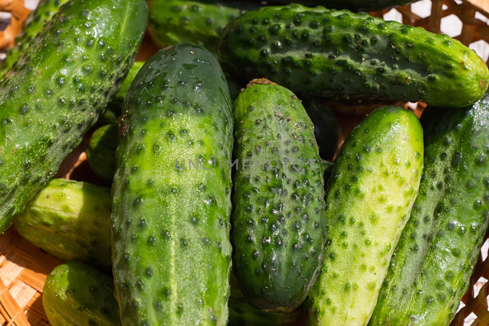 Cucumber basket on the white wooden background