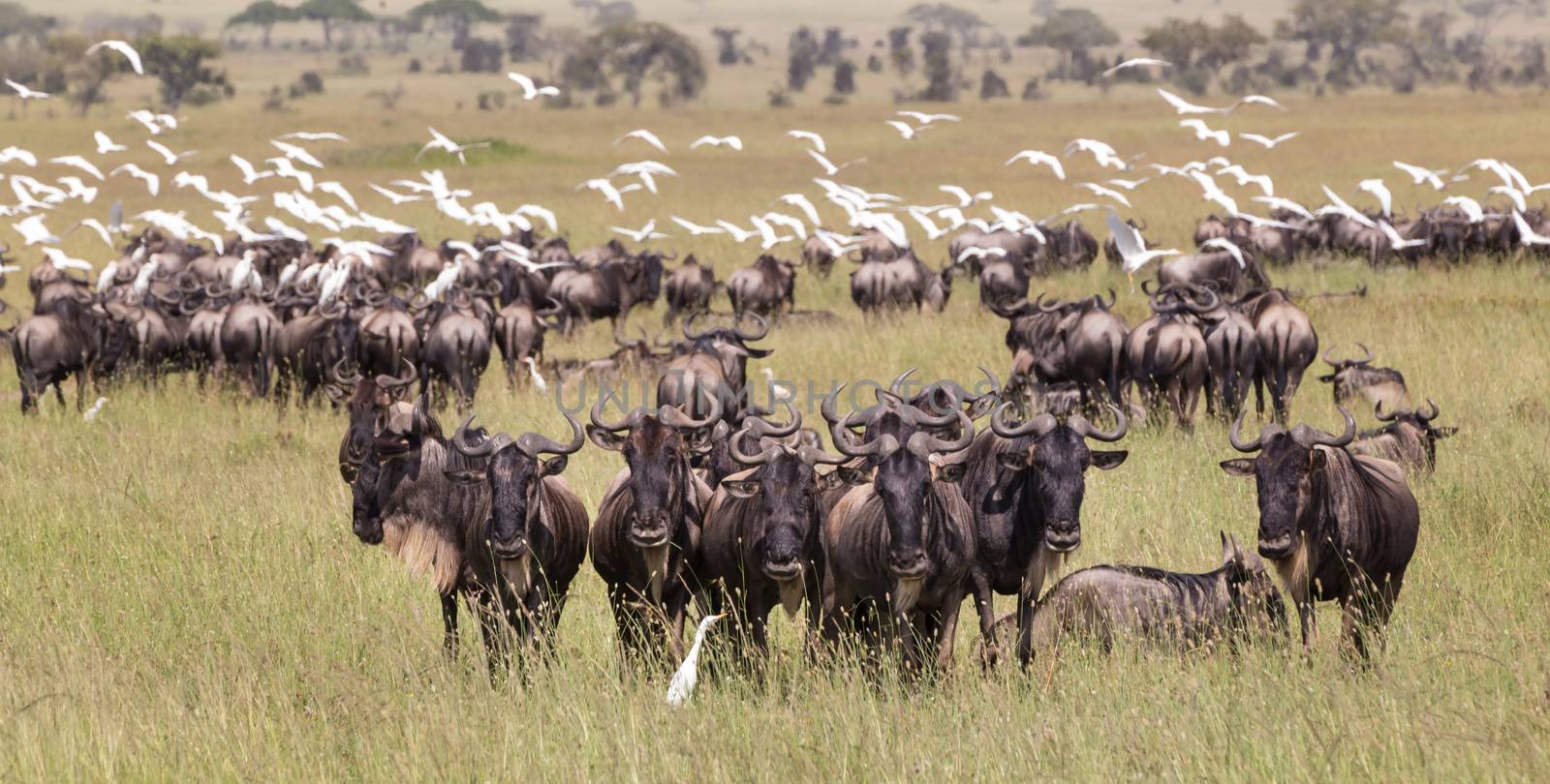 Connochaetes. Big herd of Wildebeests grazing in Serengeti National Park in Tanzania, East Africa.