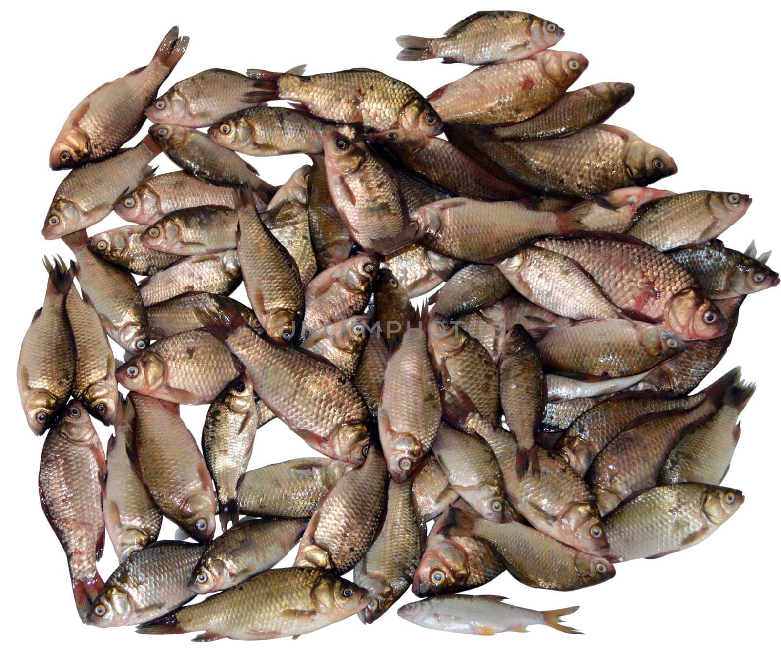 bunch of fresh river fish on white background