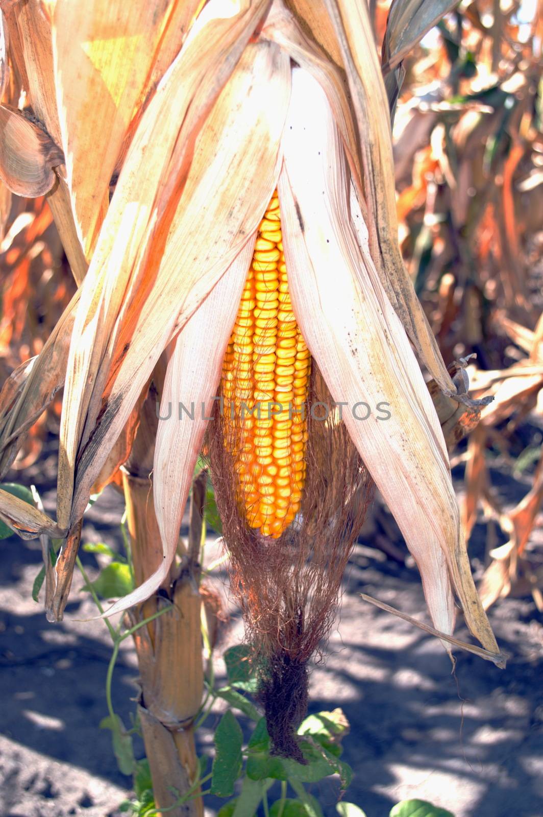 Dried ripe ear of corn growing in the field