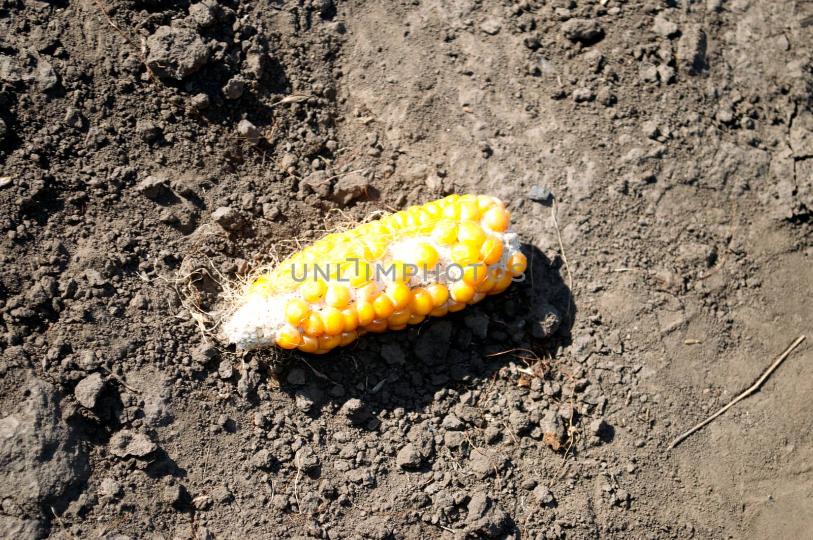 ripe ear of corn by mayboro