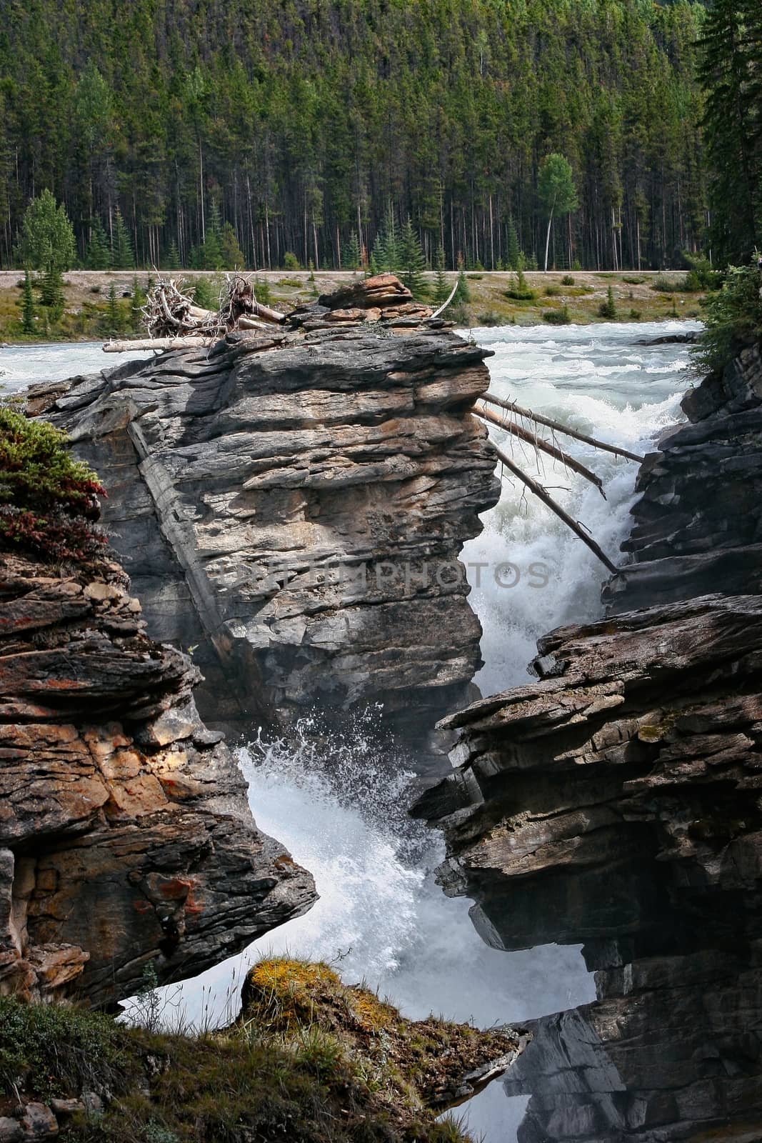 Rapids on the Athabasca River in Jasper National Park by phil_bird