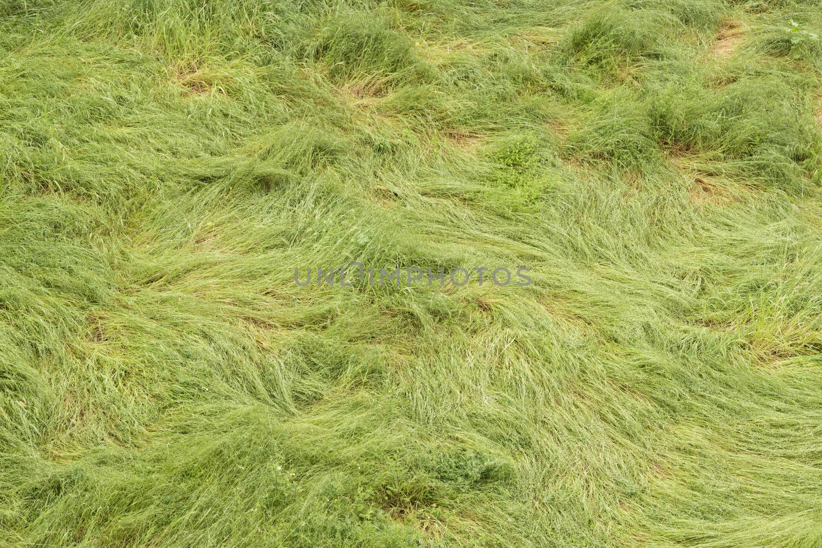 Green long grass bent and twirled by strong winds.
