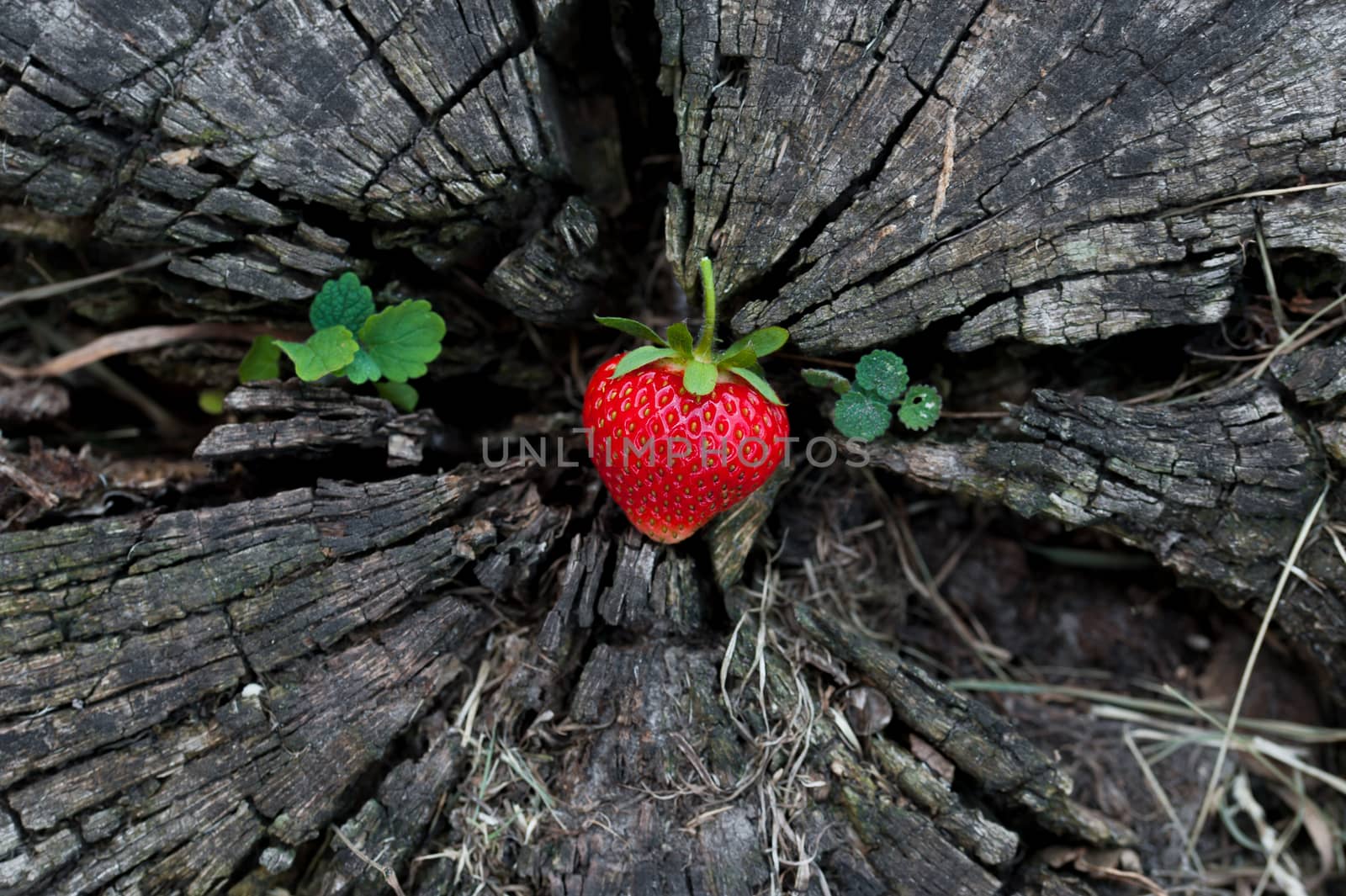 Strawberries on a wooden stump by sgalich