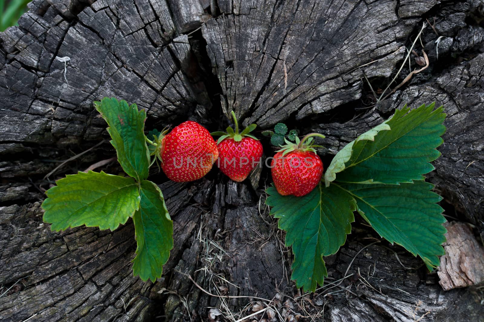 Strawberries lie on a wooden stump, minimalism, in nature. Old dark wood