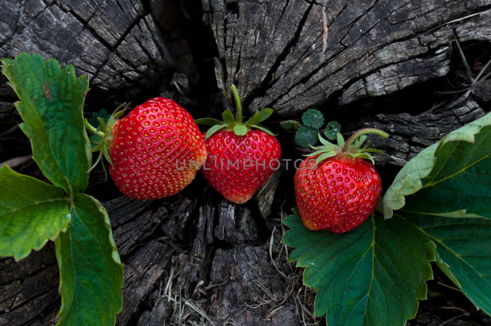 Strawberries lie on a wooden stump, minimalism, in nature. Old dark wood