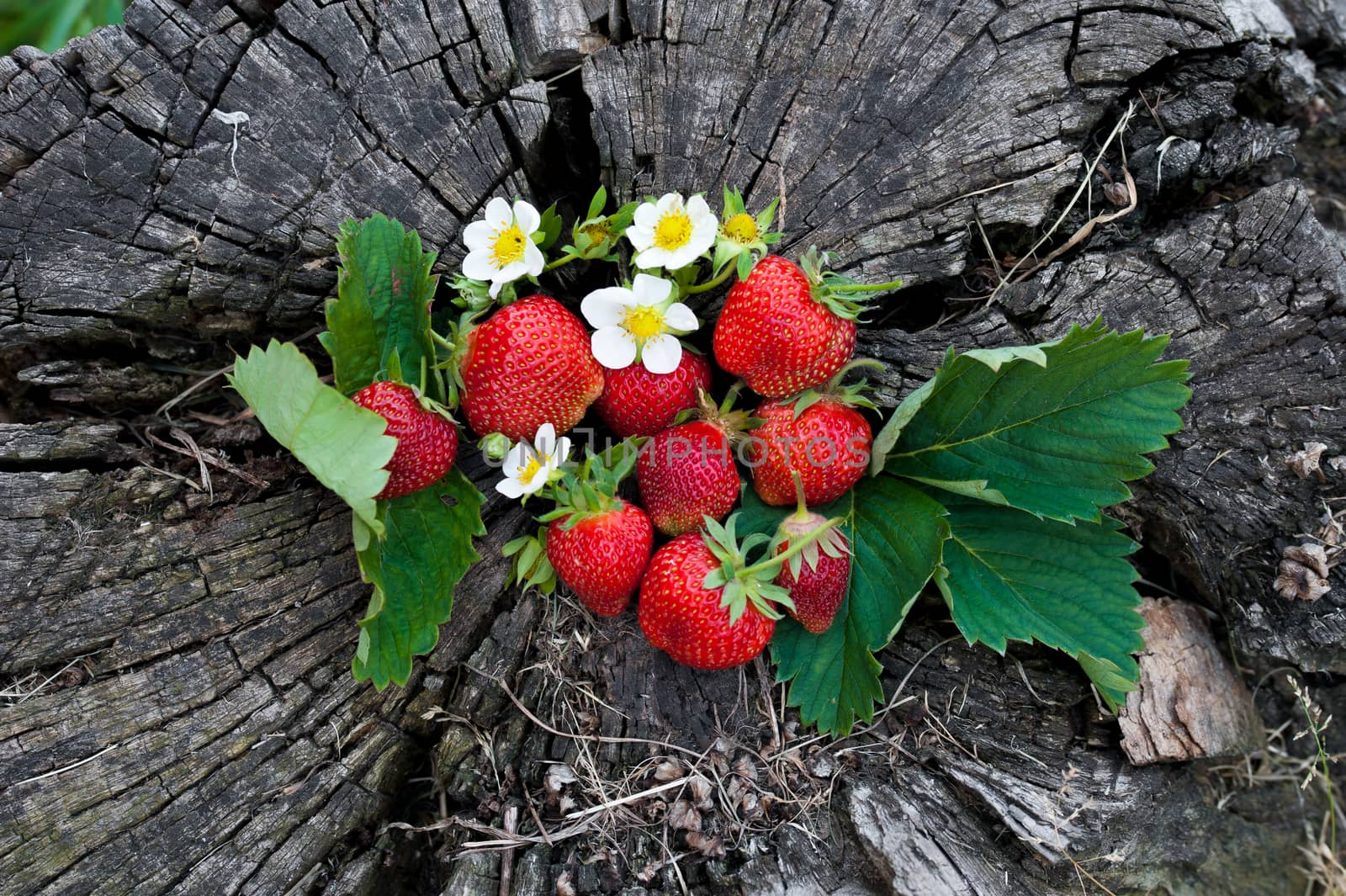 Strawberries on a wooden stump by sgalich