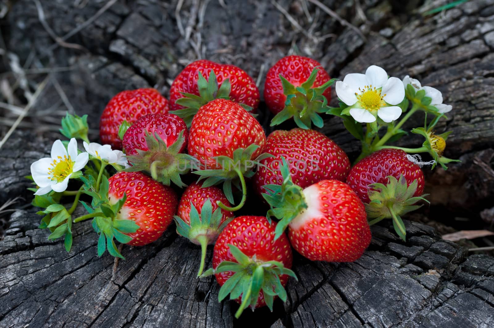 Strawberries on a wooden stump by sgalich