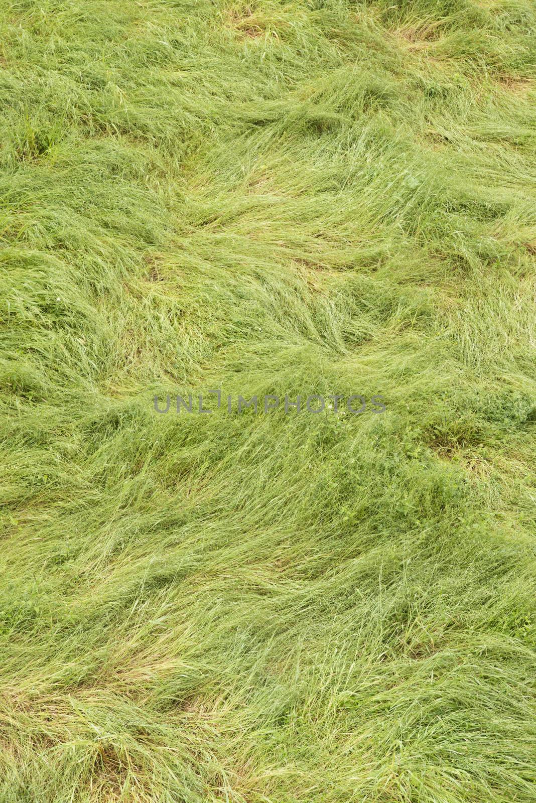 Green long grass bent and twirled by strong winds.