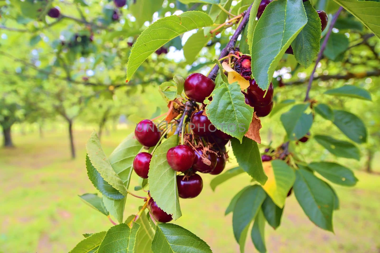 Sour cherries with leaf. Sour cherry tree. Sour cherry fruits hanging on branch by roman_nerud