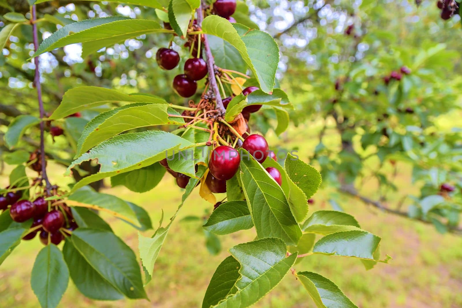 Sour cherries with leaf. Sour cherry tree. Sour cherry fruits hanging on branch.