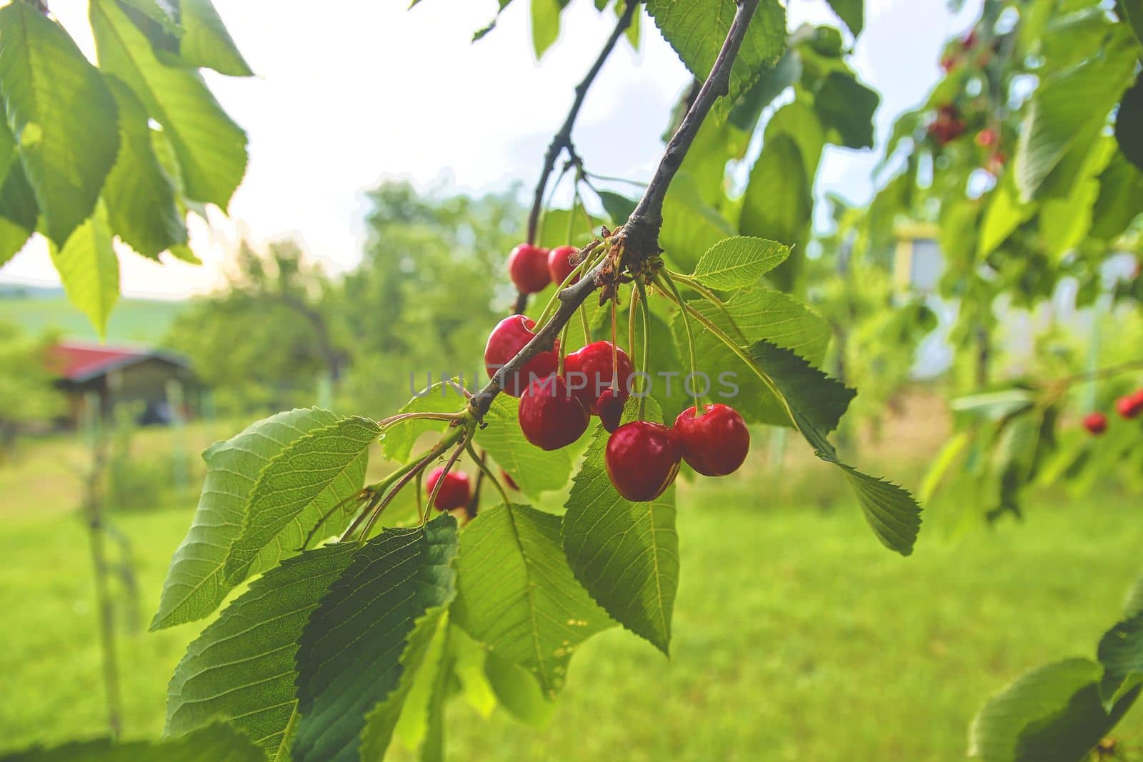 Cherry tree with ripe cherries. Cherries hanging on a cherry tree branch