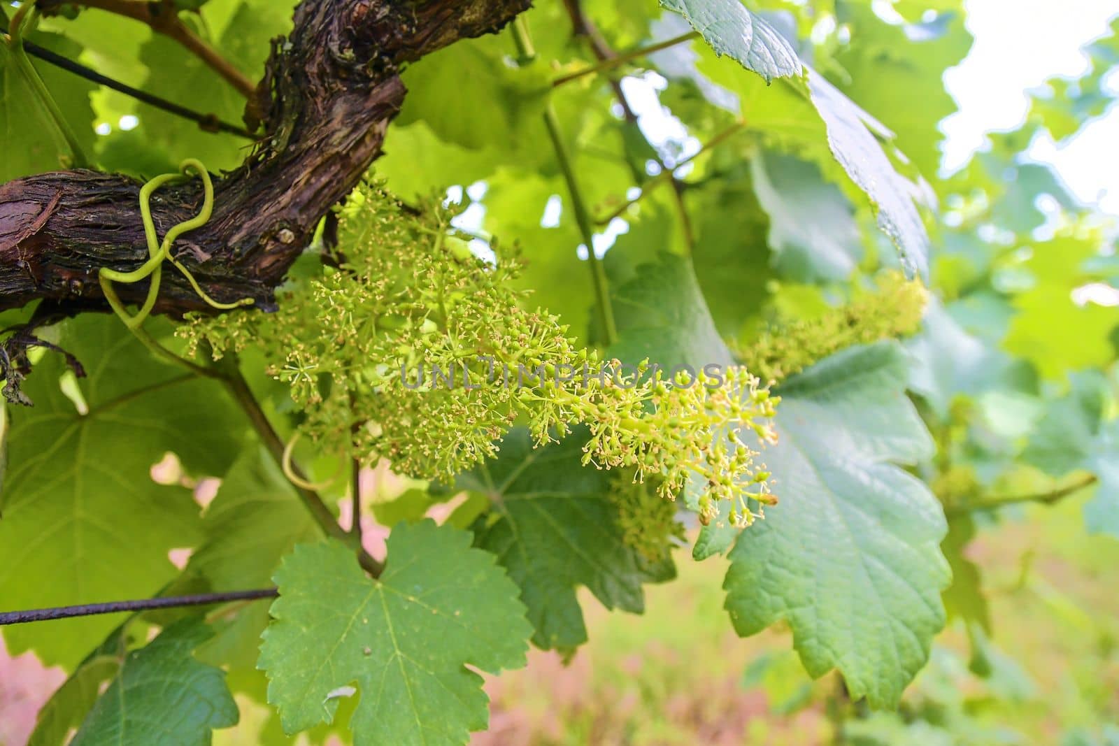 Young grapevine in wineyard. Close-up of grapevine. Wineyard at spring. Sun flare. Vineyard landscape. Vineyard rows at South Moravia, Czech Republic.