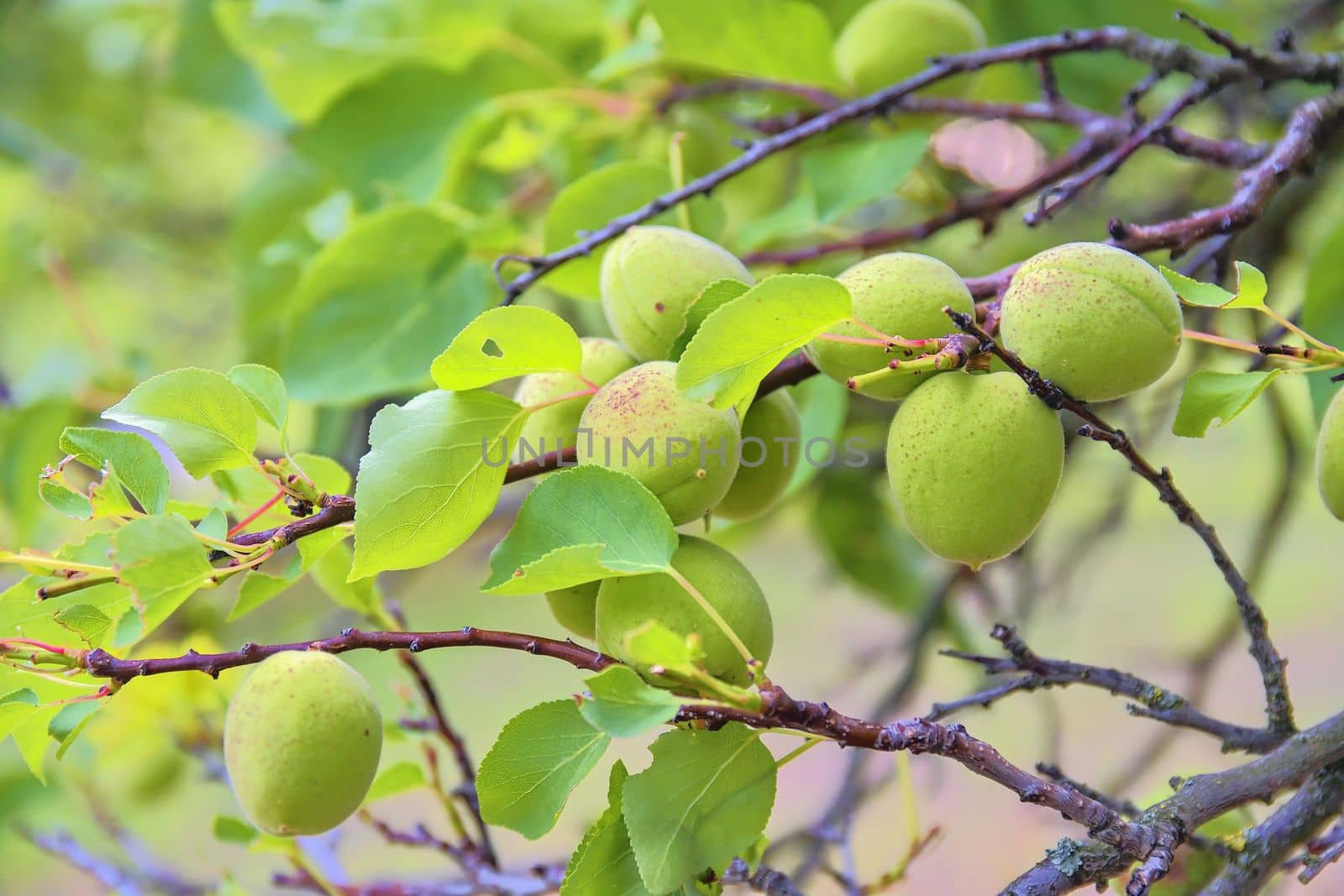 Unripe apricots on branch. Apricot tree, close-up