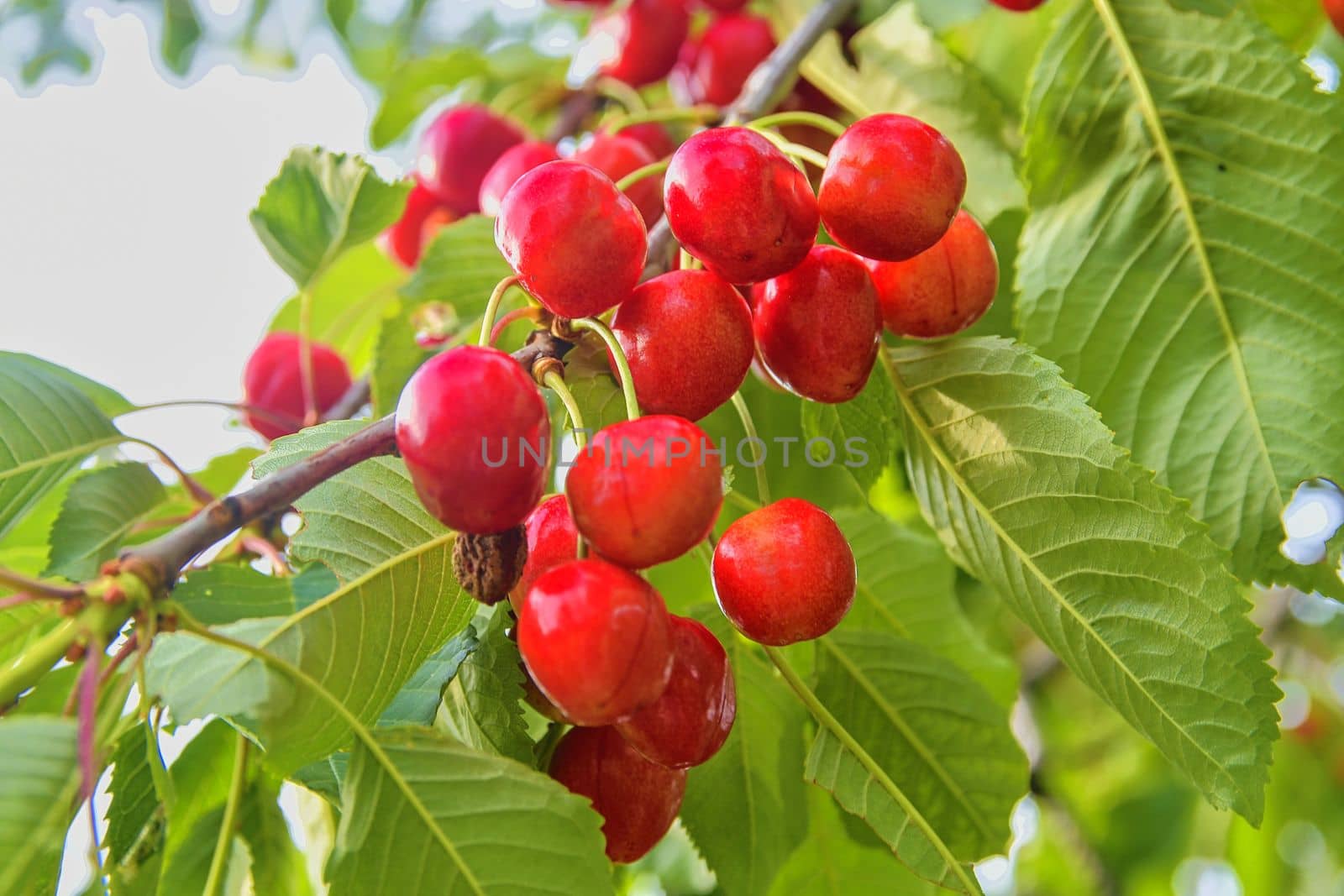 Red and sweet cherries on a branch just before harvest in early summer. Cherries hanging on a cherry tree branch