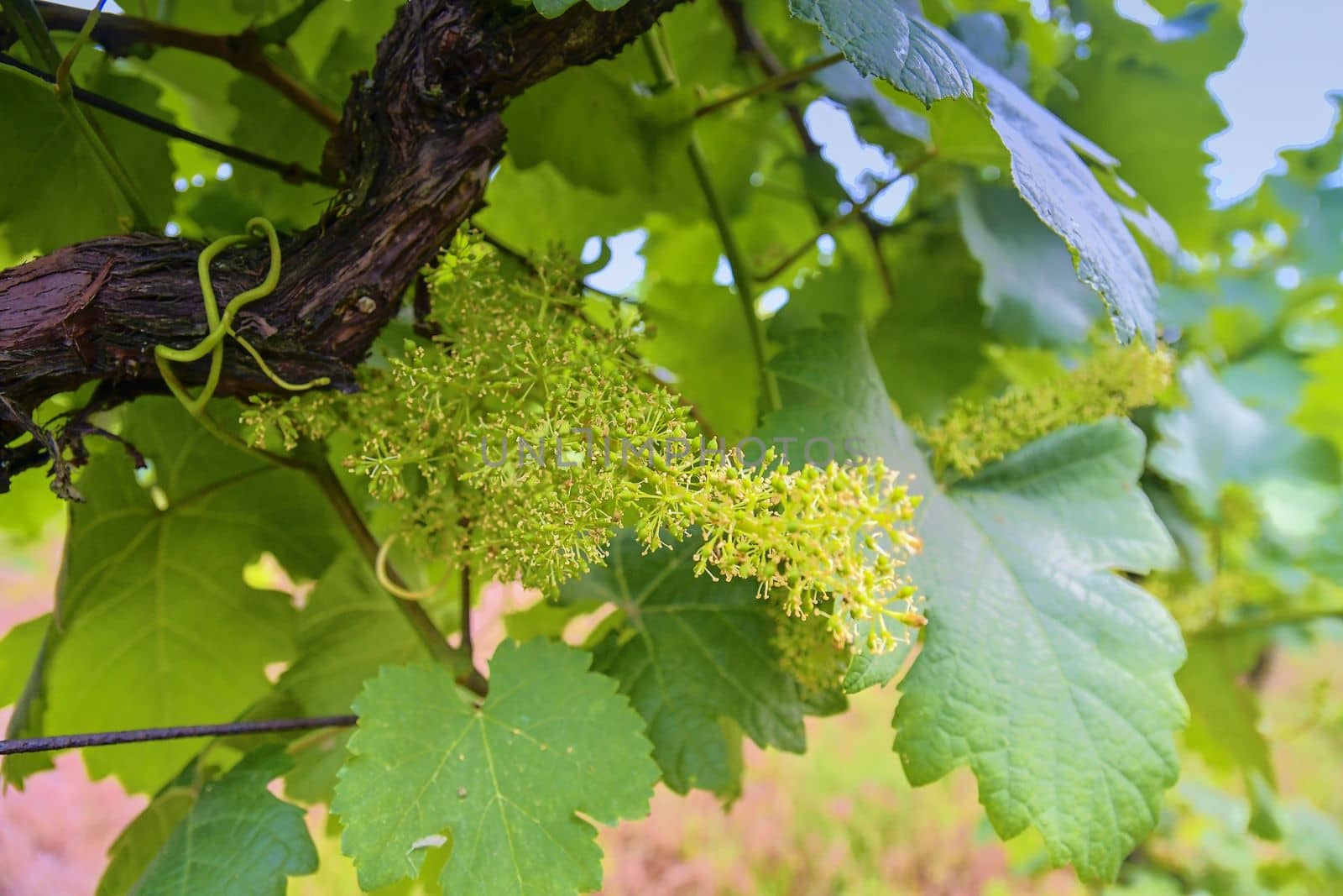 Young grapevine in wineyard. Close-up of grapevine. Wineyard at spring. Sun flare. Vineyard landscape. Vineyard rows at South Moravia, Czech Republic.