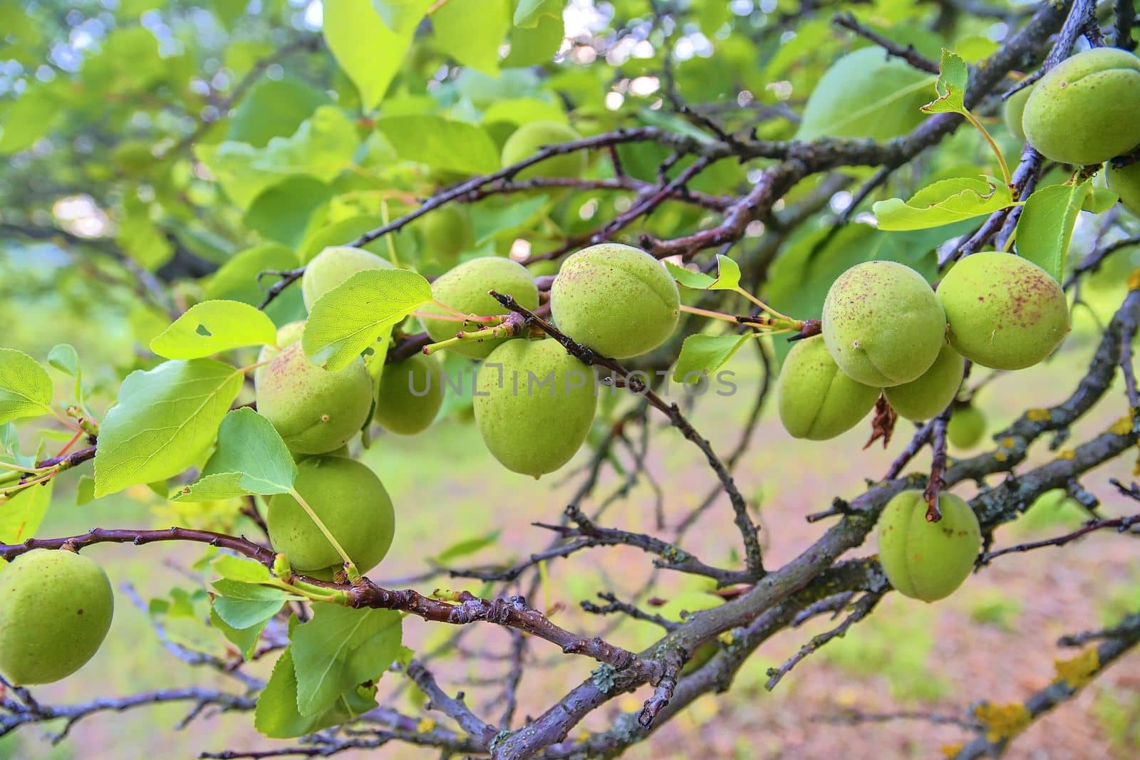 Unripe apricots on branch. Apricot tree, close-up. by roman_nerud