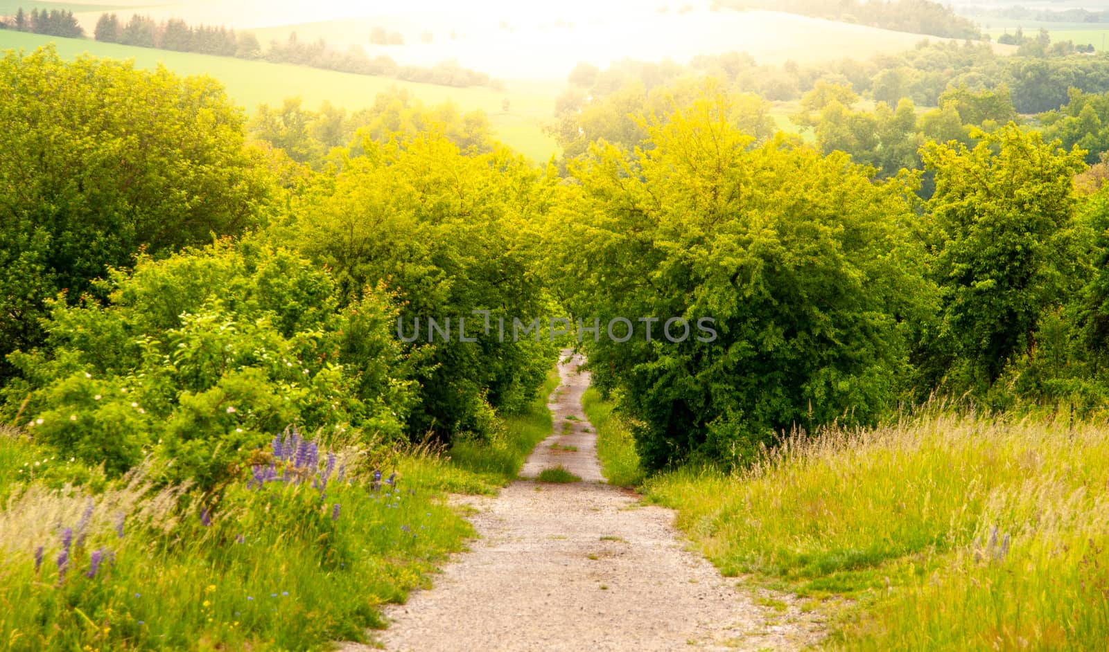 Rural country road in the middle of lush green bush and illuminated by sun.