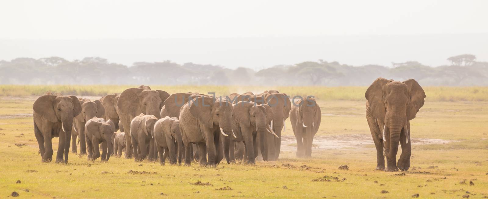 Herd of lephants at Amboseli National Park, formerly Maasai Amboseli Game Reserve, is in Kajiado District, Rift Valley Province in Kenya. The ecosystem that spreads across the Kenya-Tanzania border.