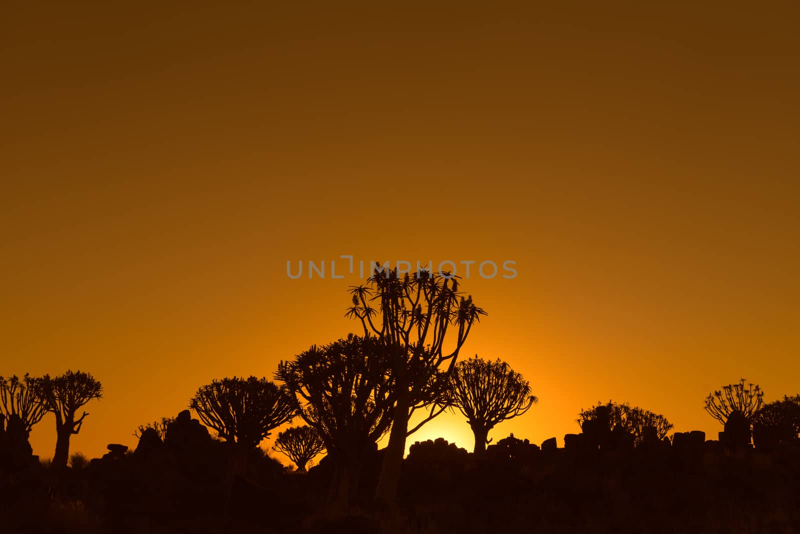 Sunset view of quiver tree forest at Garas Park Rest Camp, near Keetmanshoop on the B1-road  to Mariental