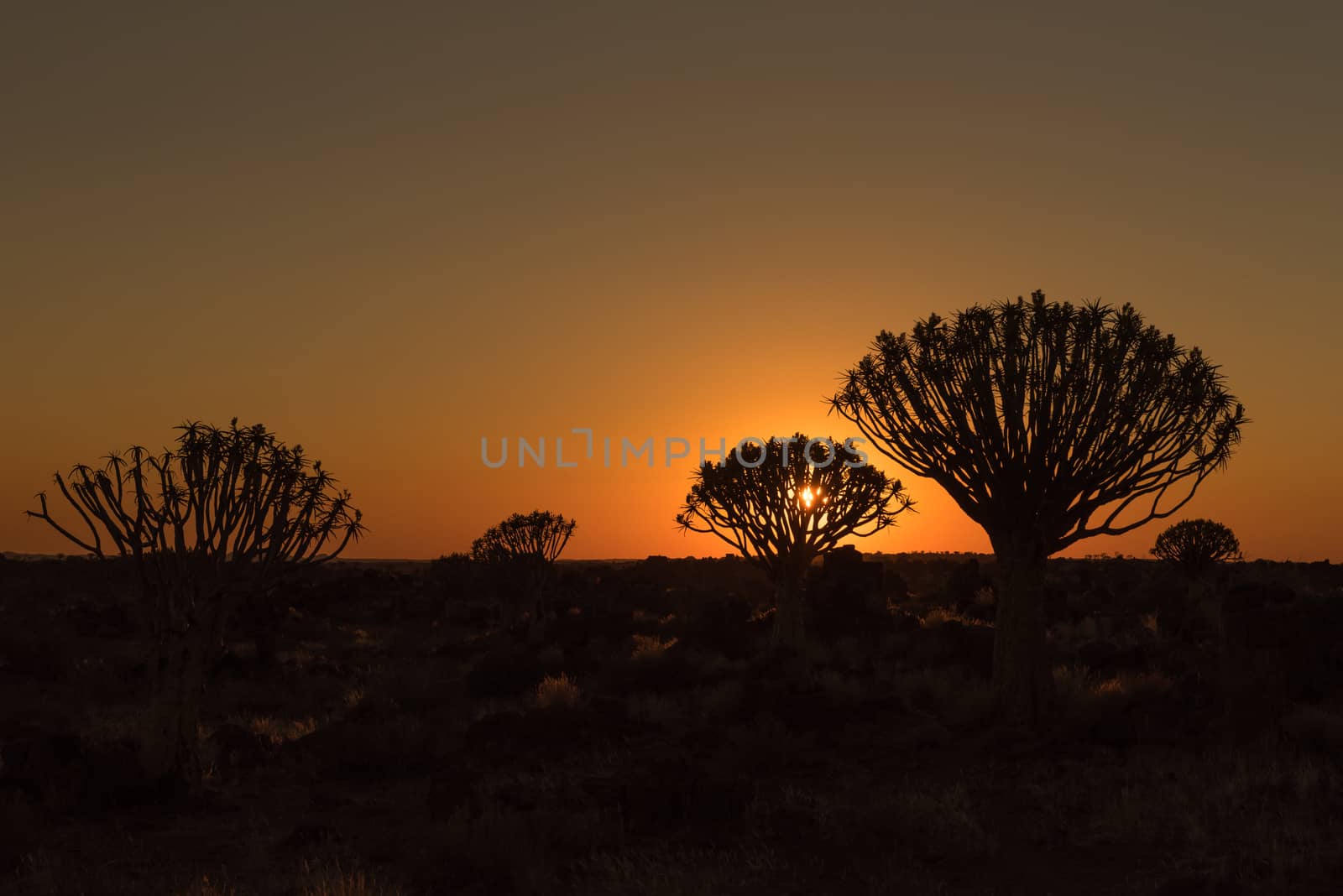 Silhouettes at sunset of quiver trees and rocks at the forest at Garas Park Rest Camp, near Keetmanshoop on the B1-road  to Mariental