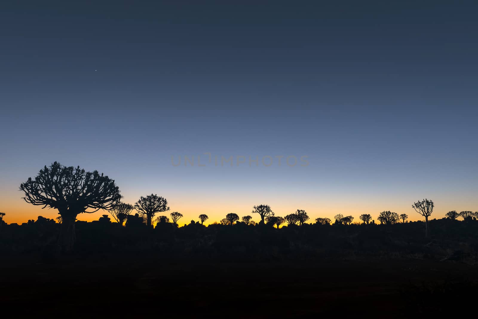 Silhouettes at sunset of quiver trees and rocks at the forest at Garas Park Rest Camp, near Keetmanshoop on the B1-road  to Mariental