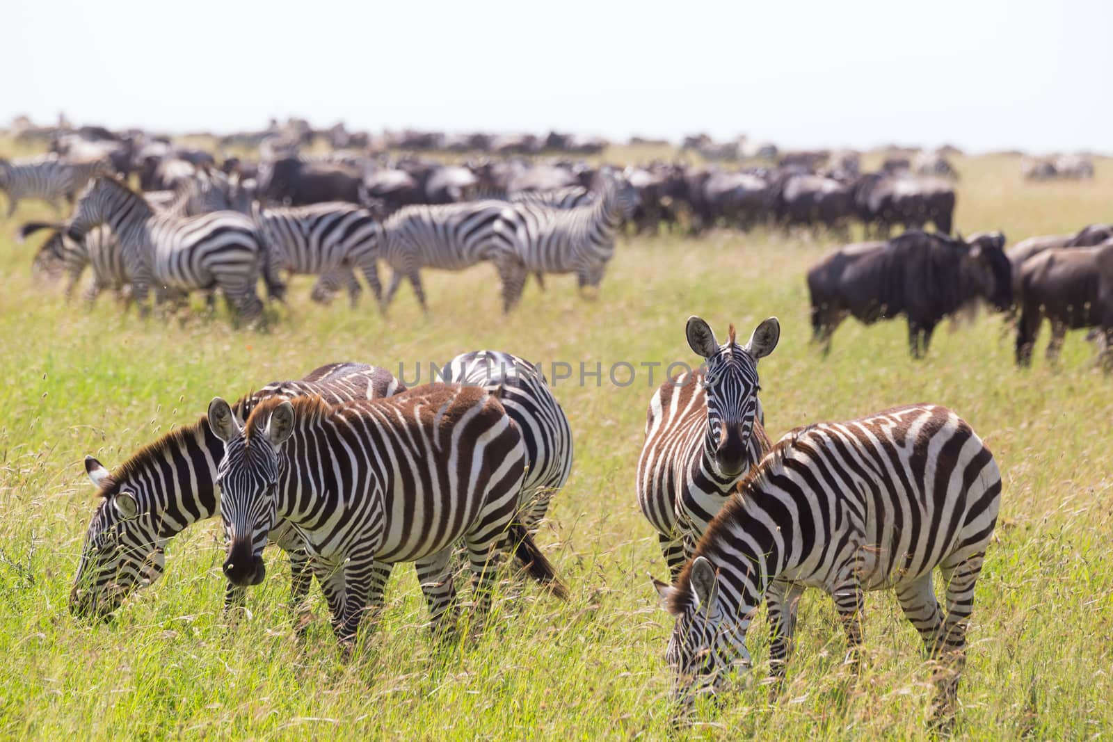 Big herd of Zebras and Wildebeests grazing in Serengeti National Park in Tanzania, East Africa. Equus quaggas and Connochaetes.