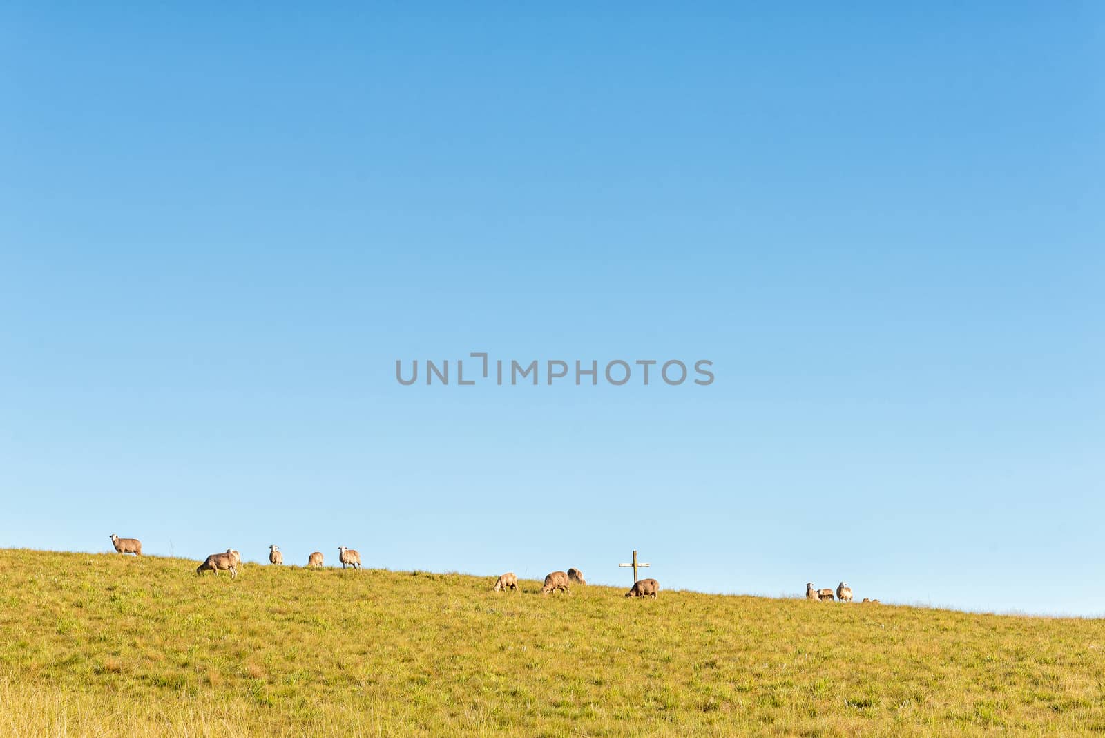 Sheep and a cross on the slope of a hill at Tortoni near Maclear in the Eastern Cape Province