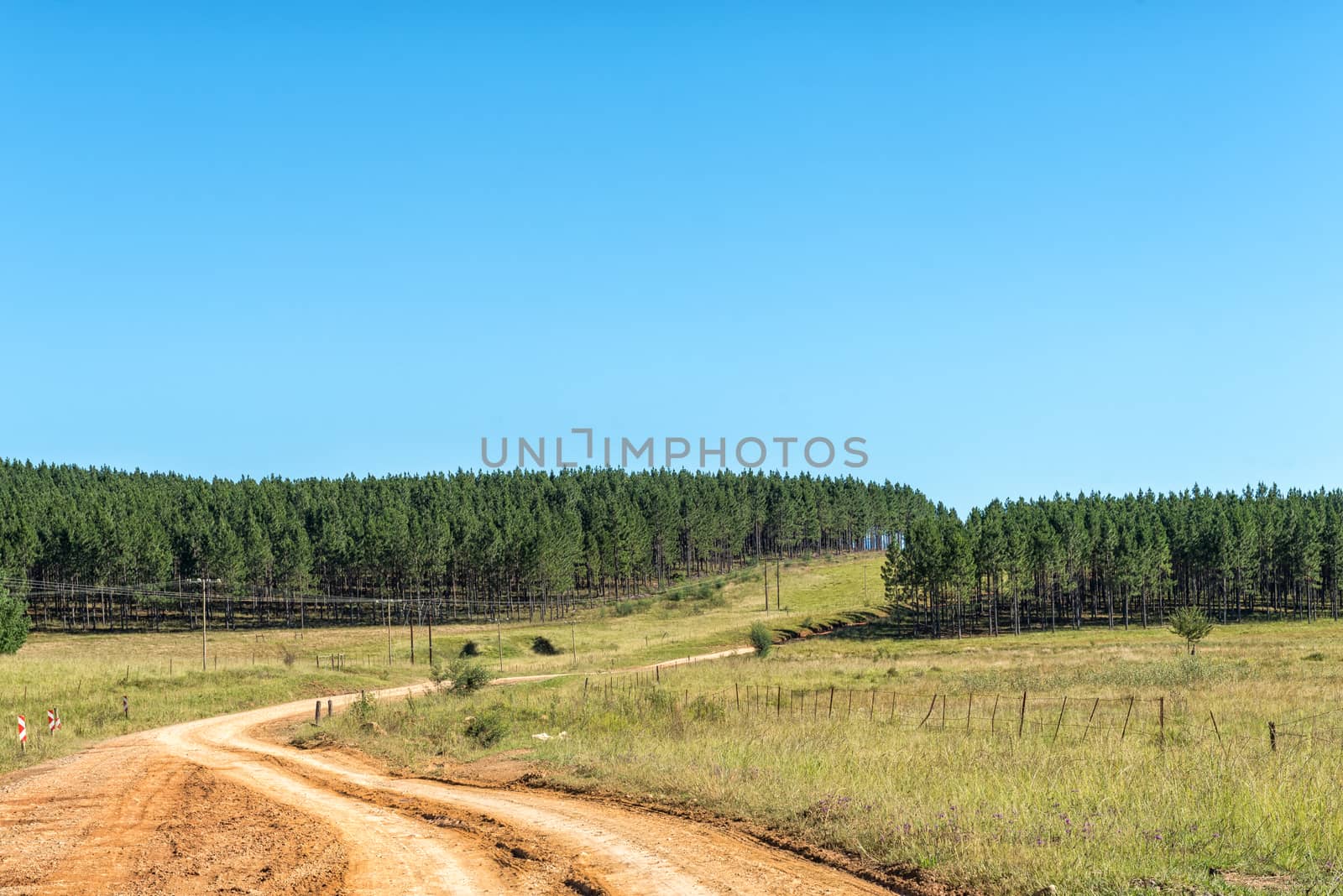 Pine tree plantations next to road R396 between Maclear and the Pot River Pass in the Eastern Cape Province