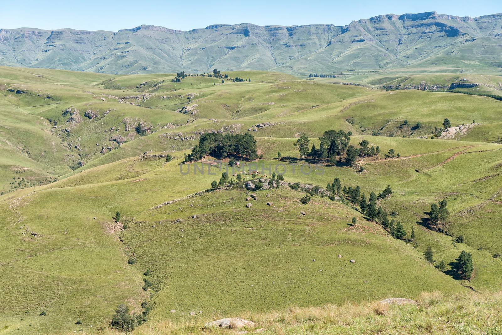 A farm landscape with cows as seen from the Pot River Pass in the Eastern Cape Province of South Africa