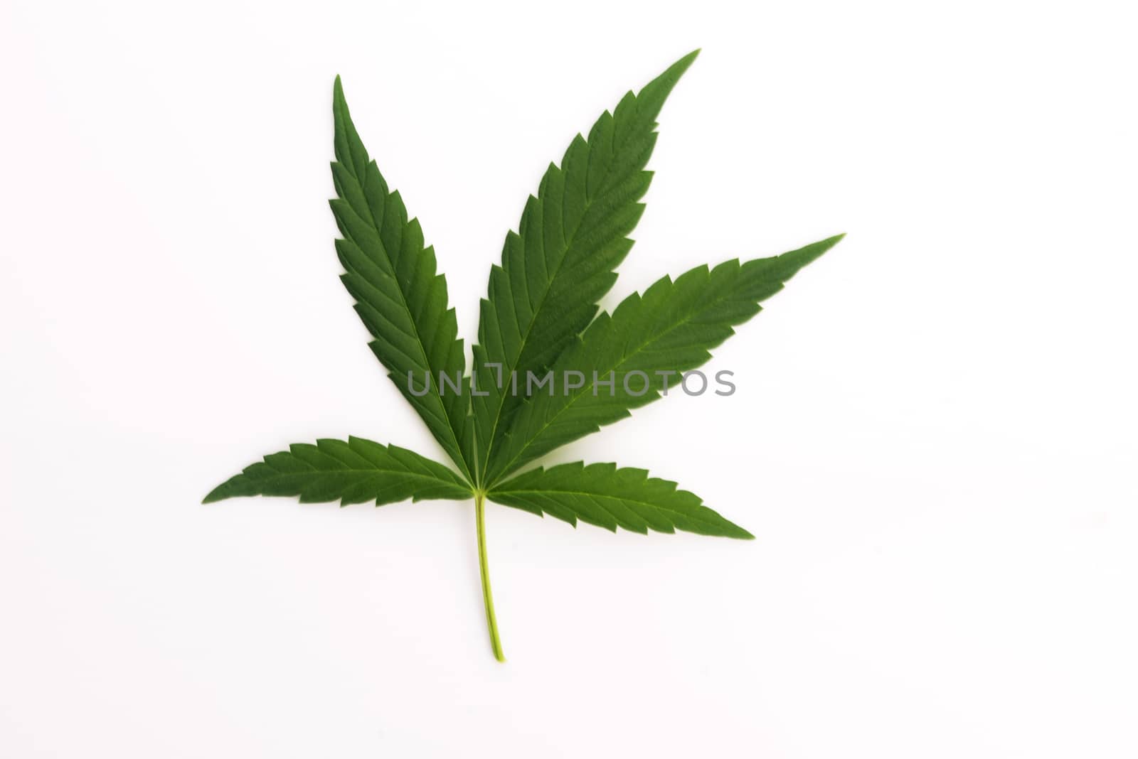 Cannabis leaf, marijuana leaf isolated on white by joannawnuk