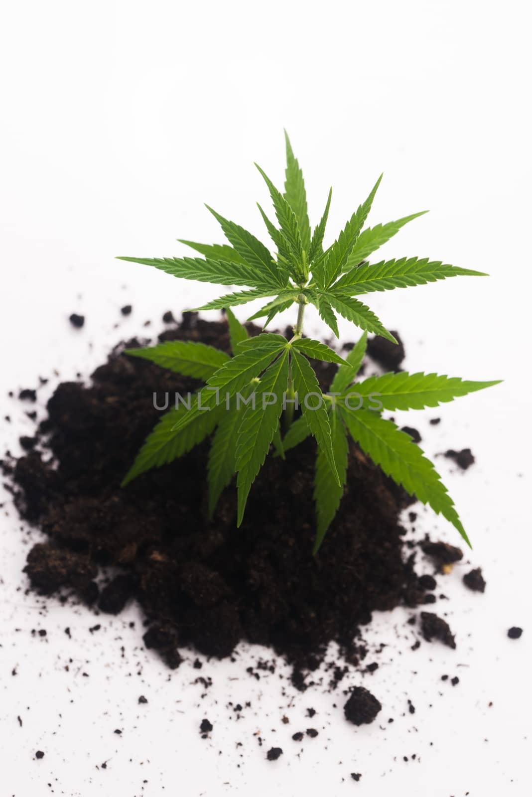 Cannabis plant in soil on white background by joannawnuk