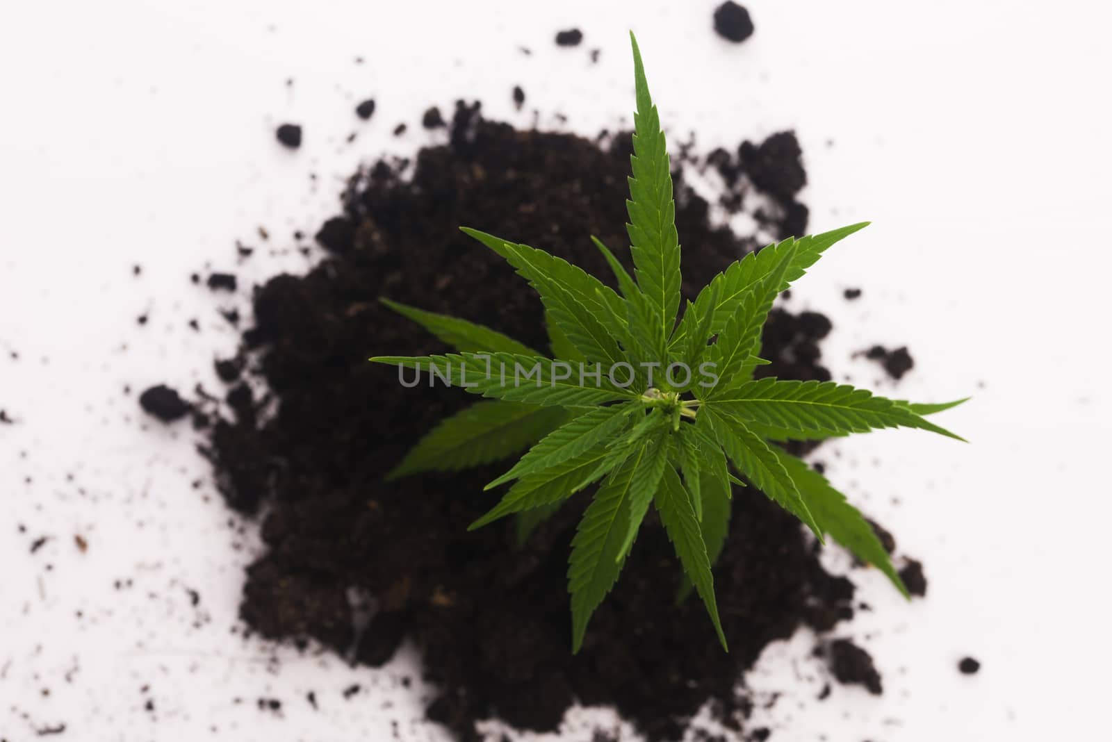Cannabis plant in soil on white background by joannawnuk