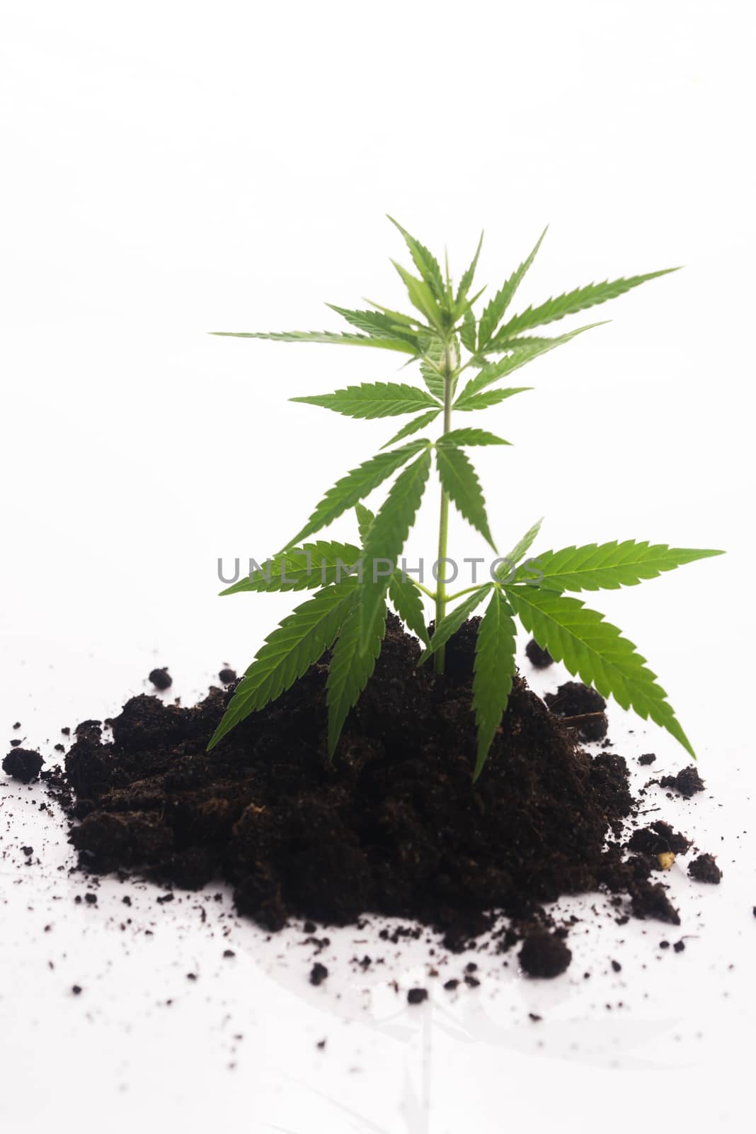 Cannabis plant in soil on white background by joannawnuk