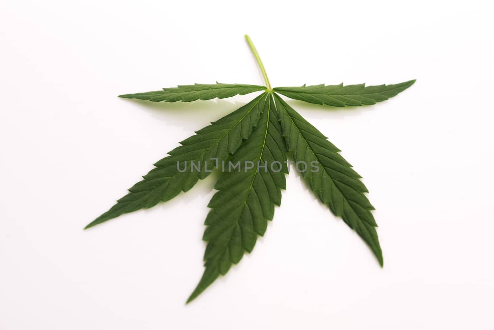 Cannabis leaf, marijuana leaf isolated on white by joannawnuk