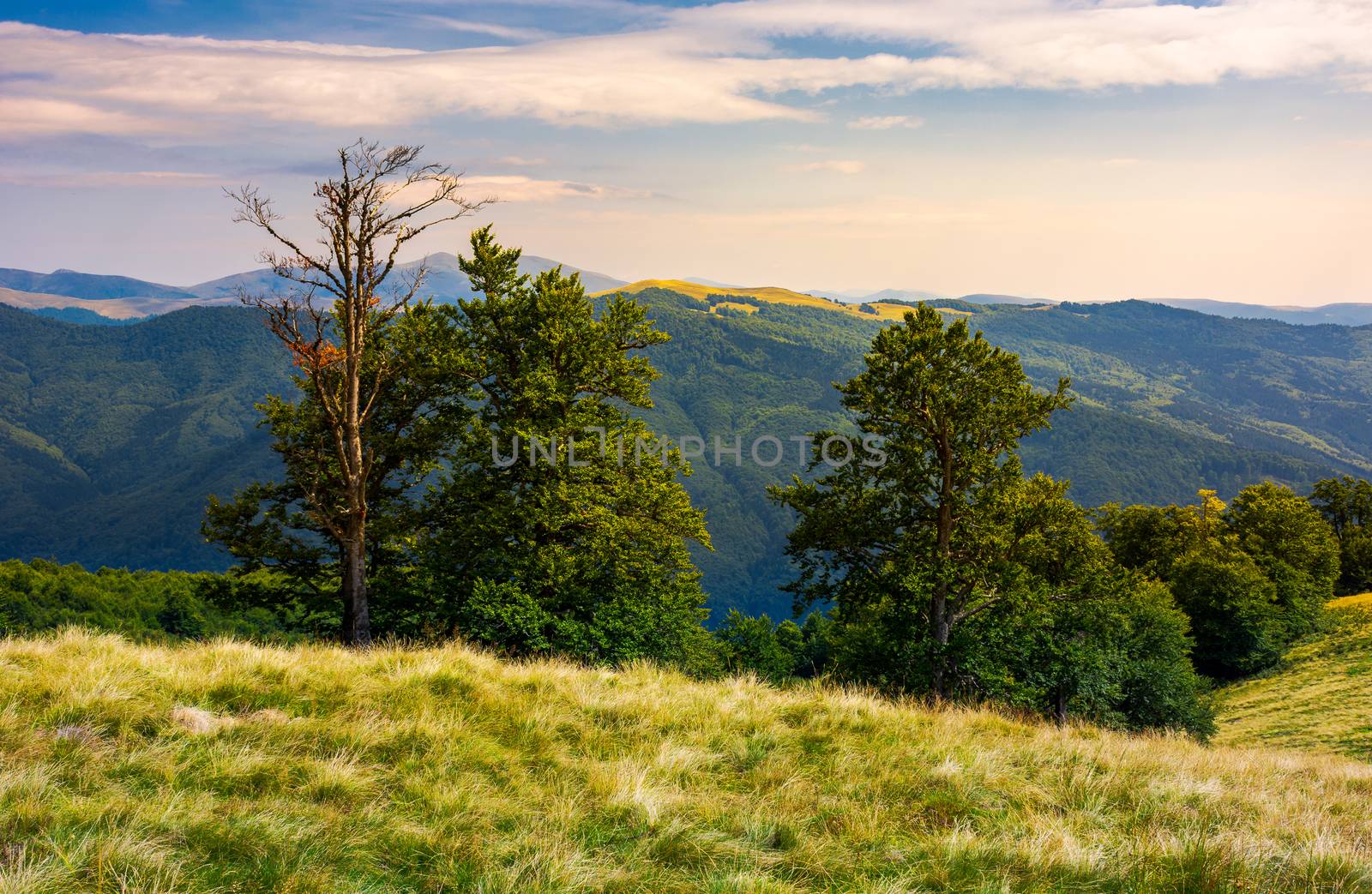 beech forest on a meadow of Svydovets ridge by Pellinni