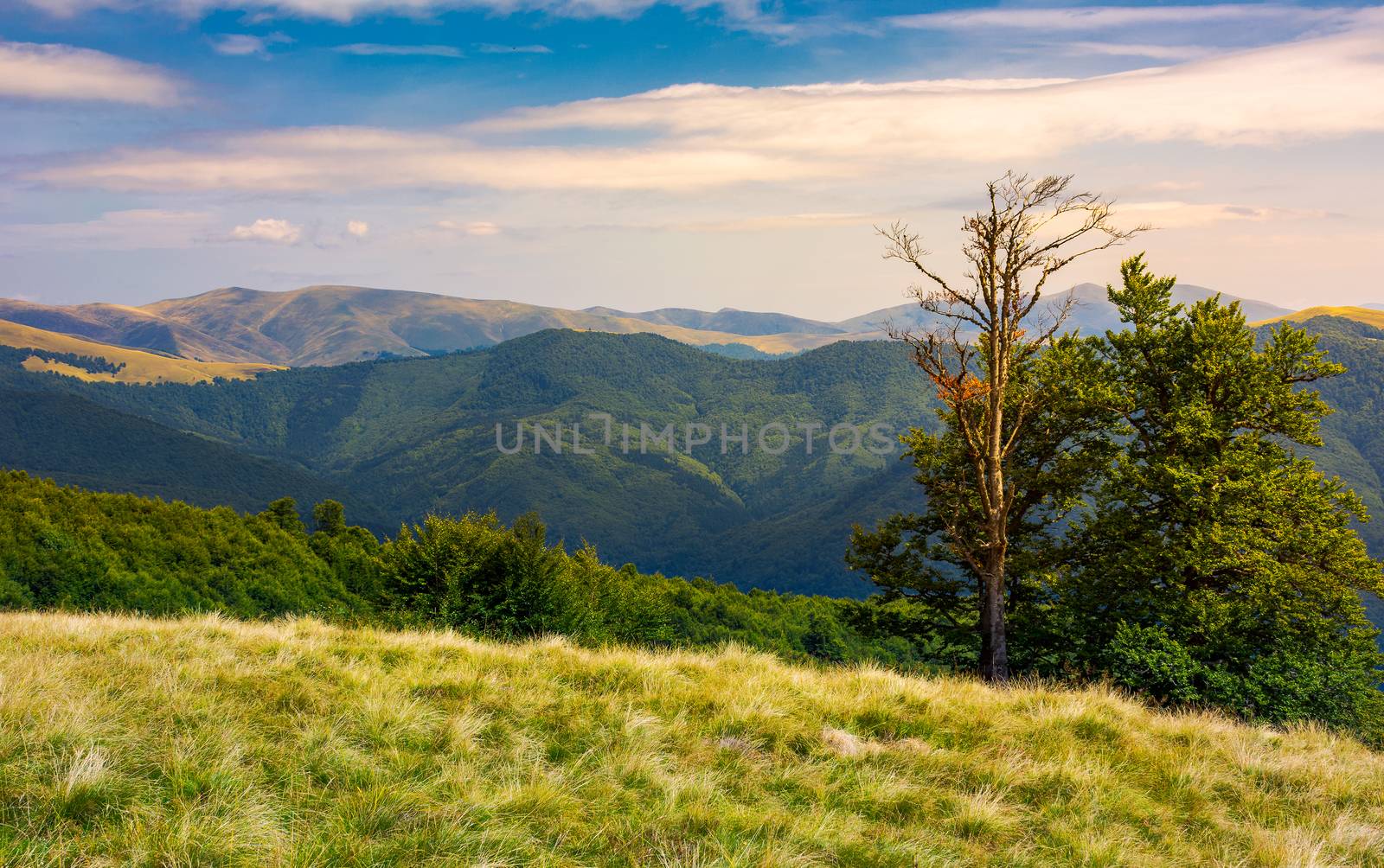 beech trees on a meadow of Svydovets ridge by Pellinni