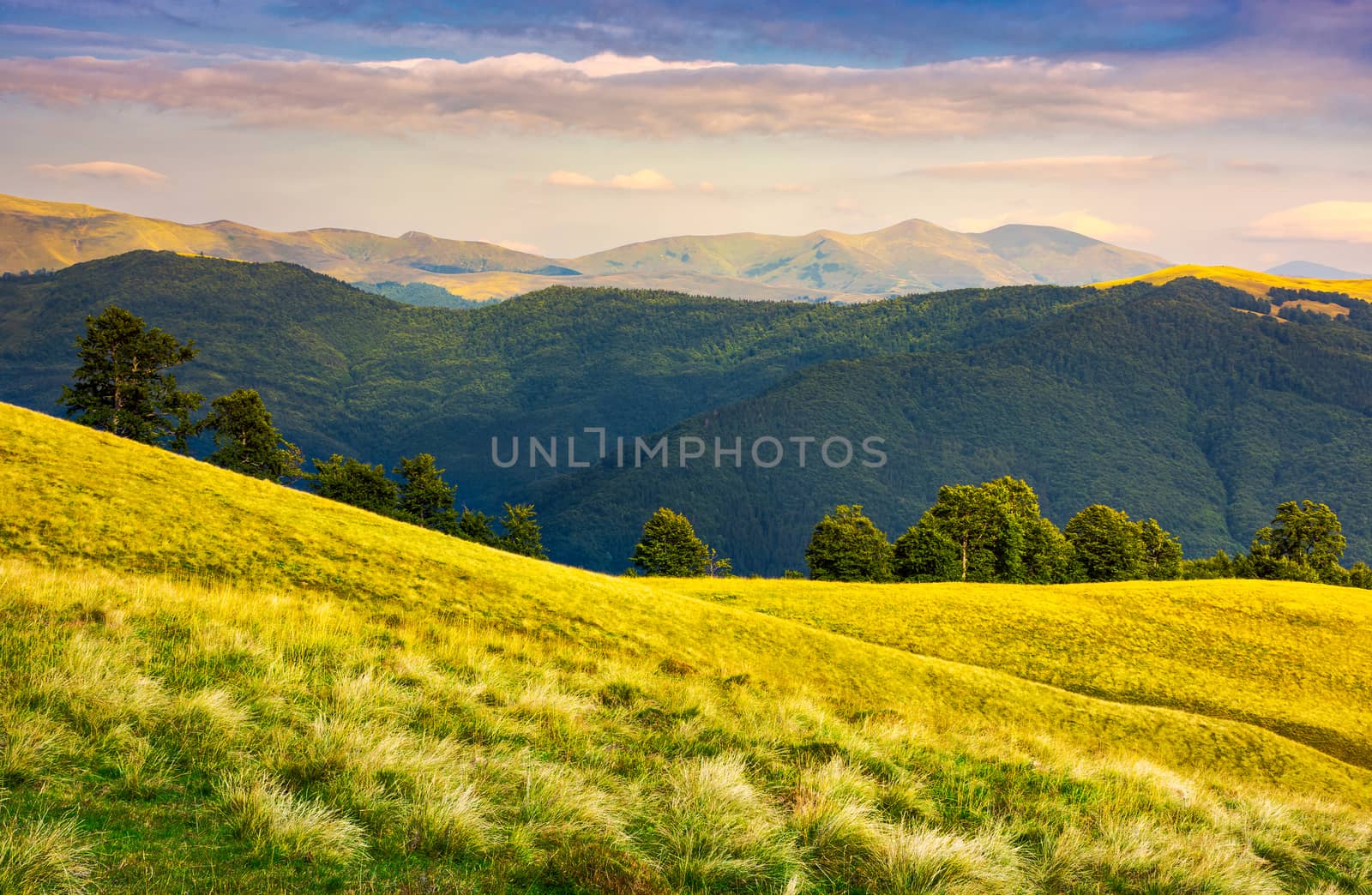 row of trees on grassy hillside in evening by Pellinni