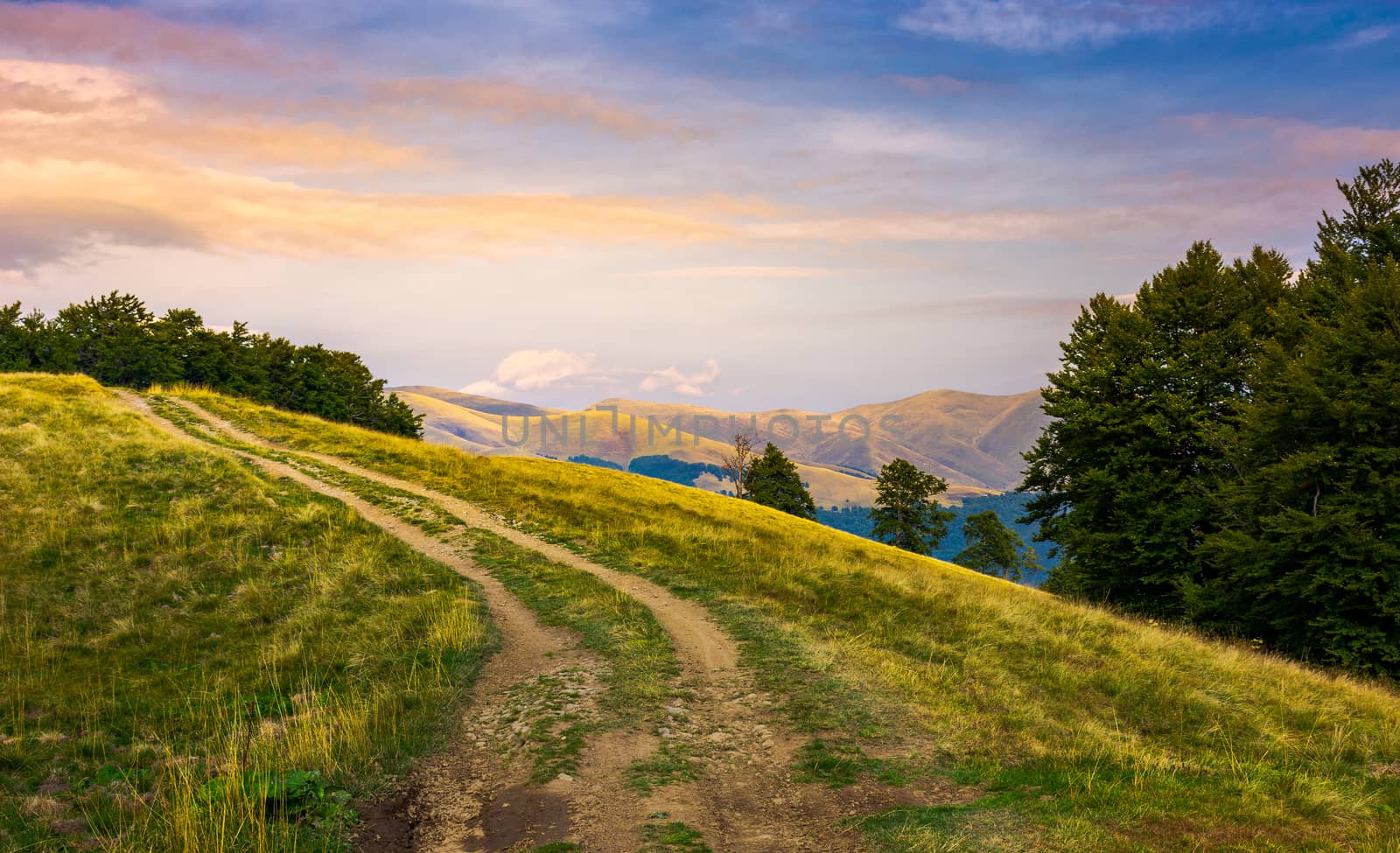 mountain road uphill in to the beech forest. Svydovets mountain ridge in the distance. beautiful clouds in reddish light on a blue evening sky. stunning landscape of Carpathian mountains, Ukraine