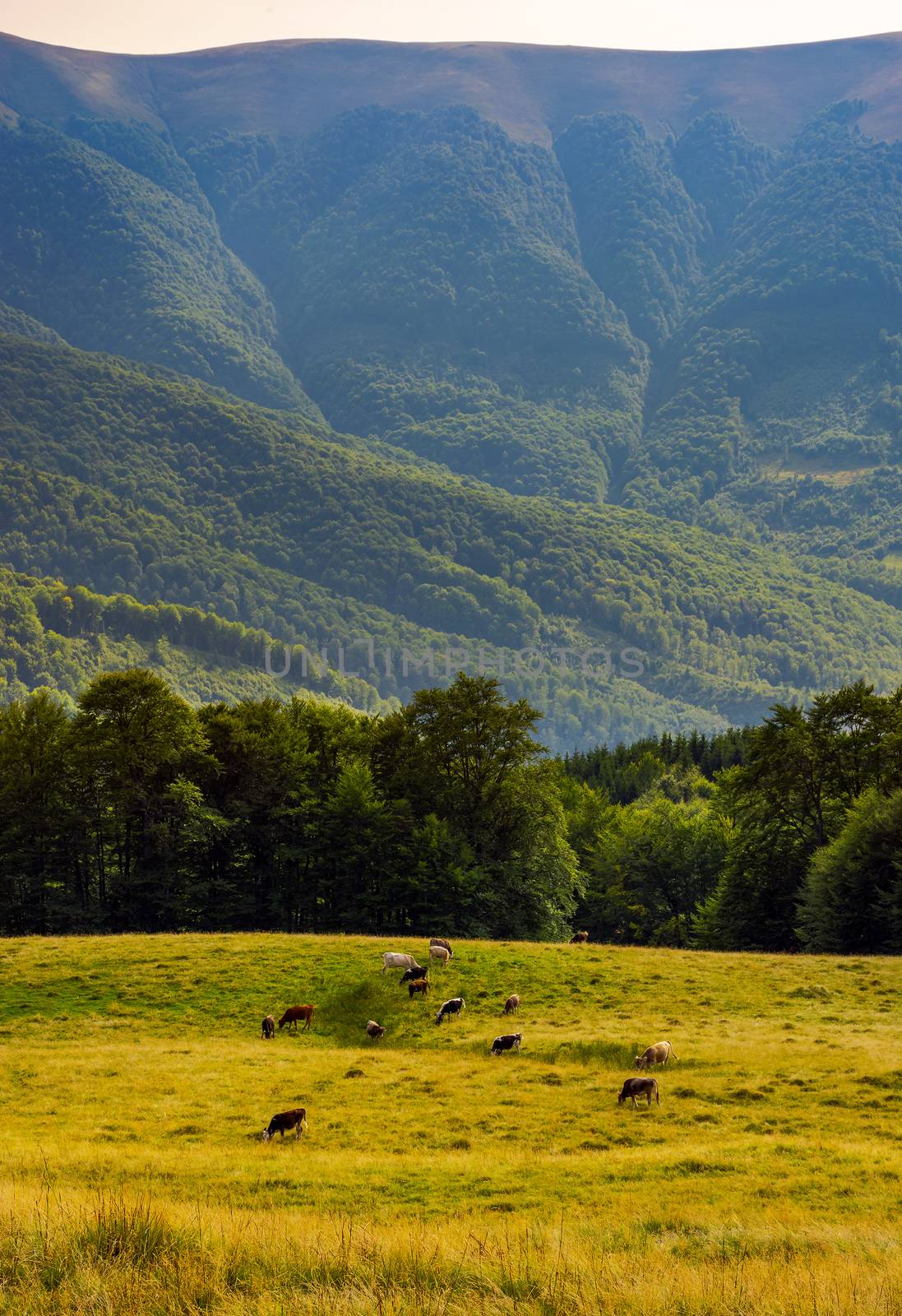 cattle of cow grazing at the foot of Apetska mountain. wide grassy meadow on hillside surrounded with beech forest. beautiful Carpathian summer landscape in afternoon