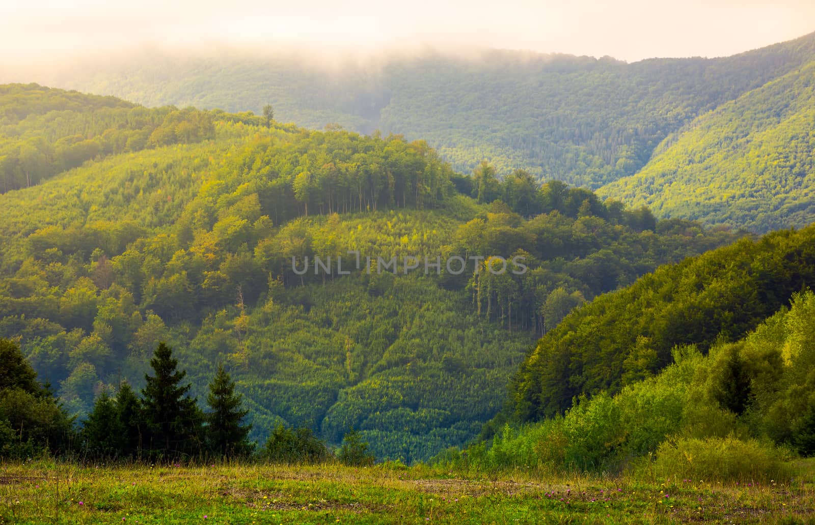 forested hills in morning mist. lovely mountainous landscape of Carpathians under low clouds