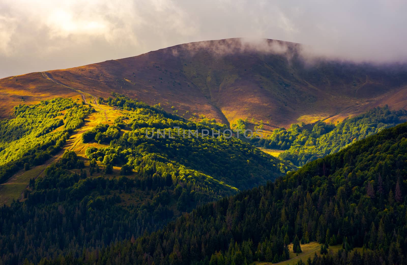 low clouds above the forested hill in sunlight. beautiful scenery of Carpathian Borzhava mountain ridge. lovely autumnal background