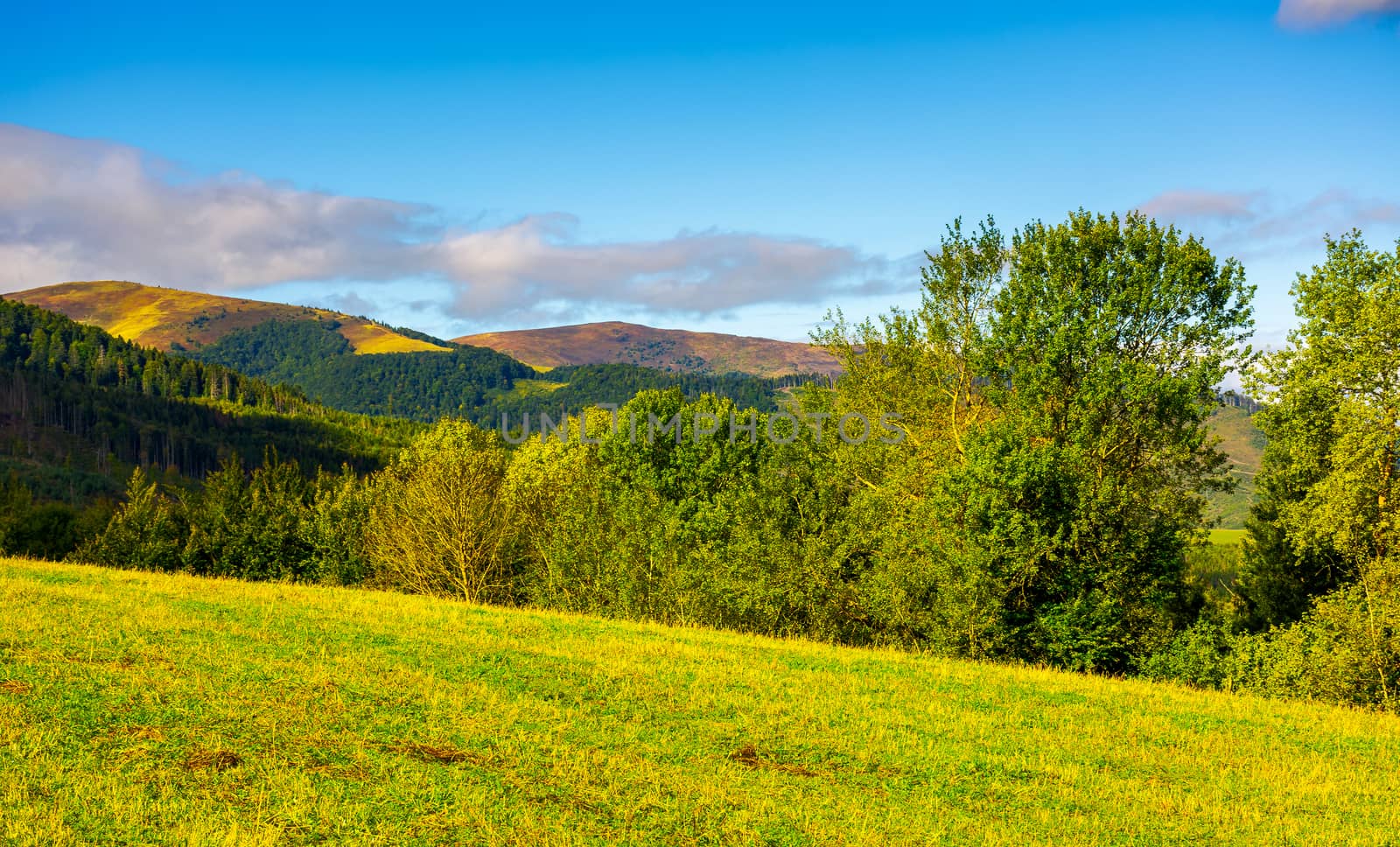 forest on a grassy hills of Carpathian mountains. lovely autumn landscape on a bright day under the cloudy sky