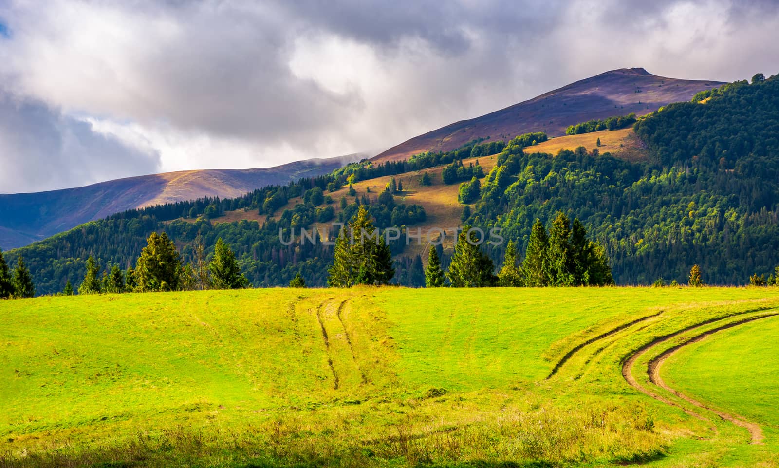 road through grassy meadow on a forested hill by Pellinni