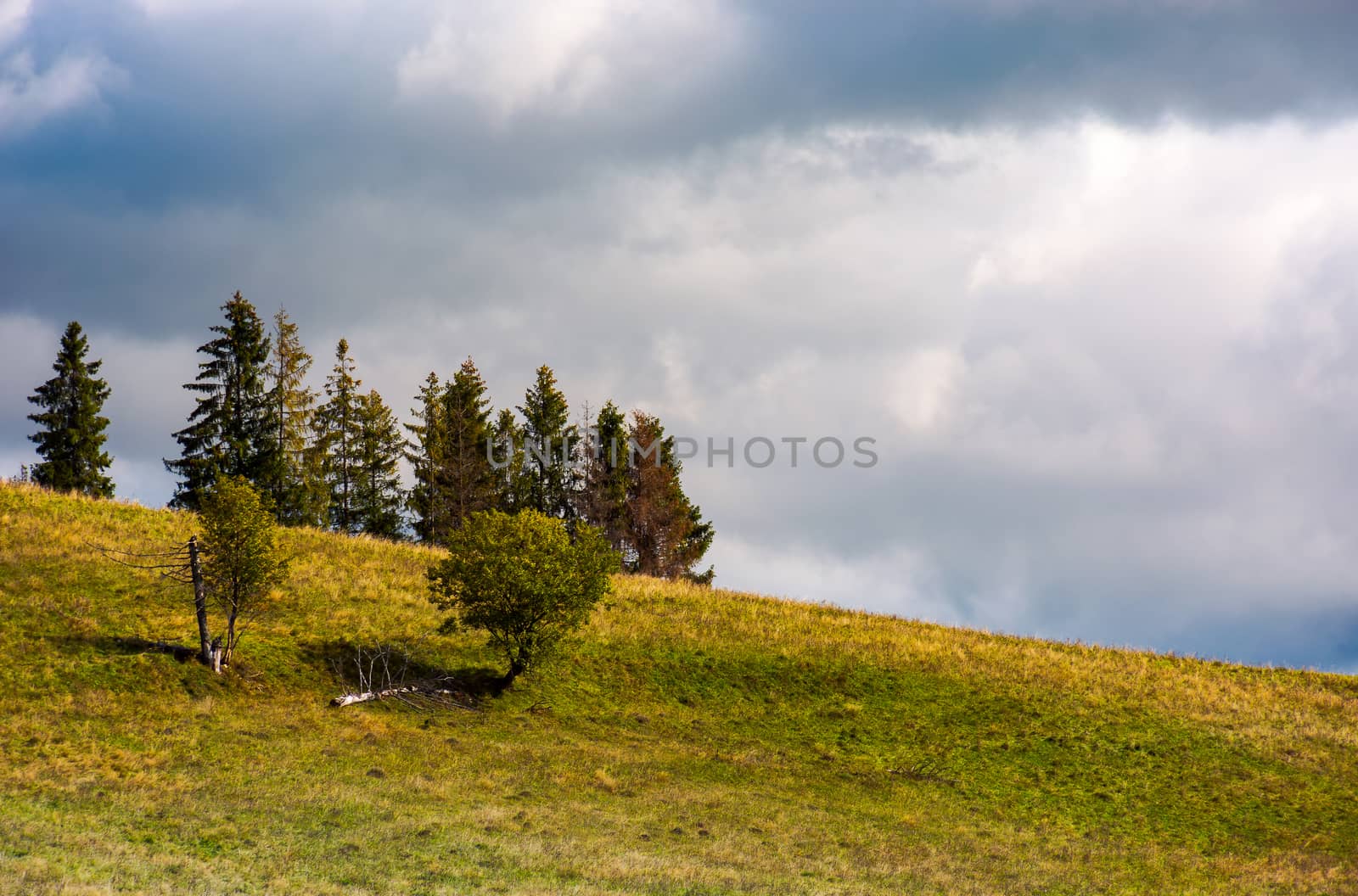 trees on the grassy hillside on an overcast day. beautiful nature scenery