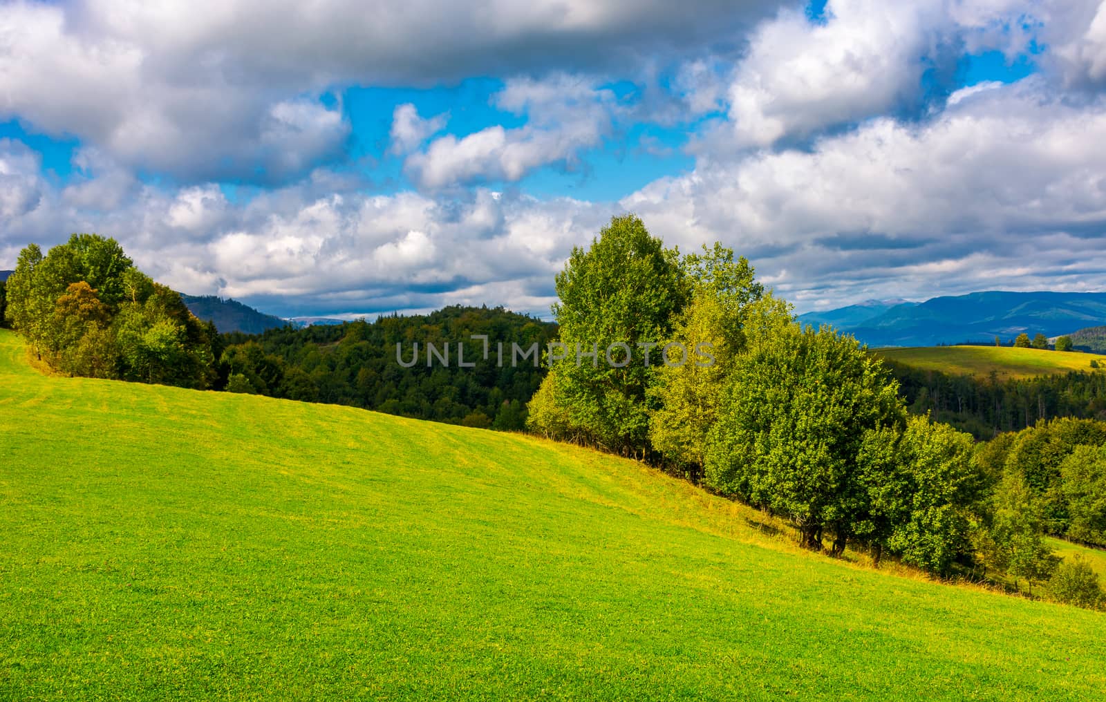 beautiful grassy meadow on hillside in mountains by Pellinni