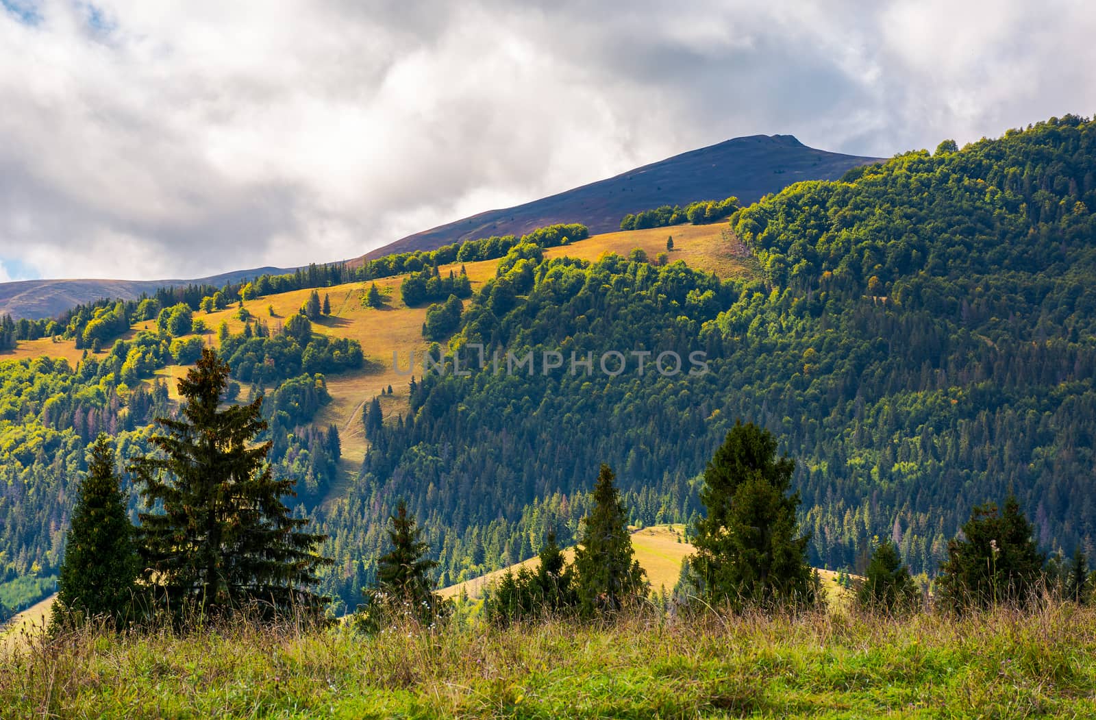 low clouds above the forested hill in sunlight. beautiful scenery of Carpathian Borzhava mountain ridge. lovely autumnal background