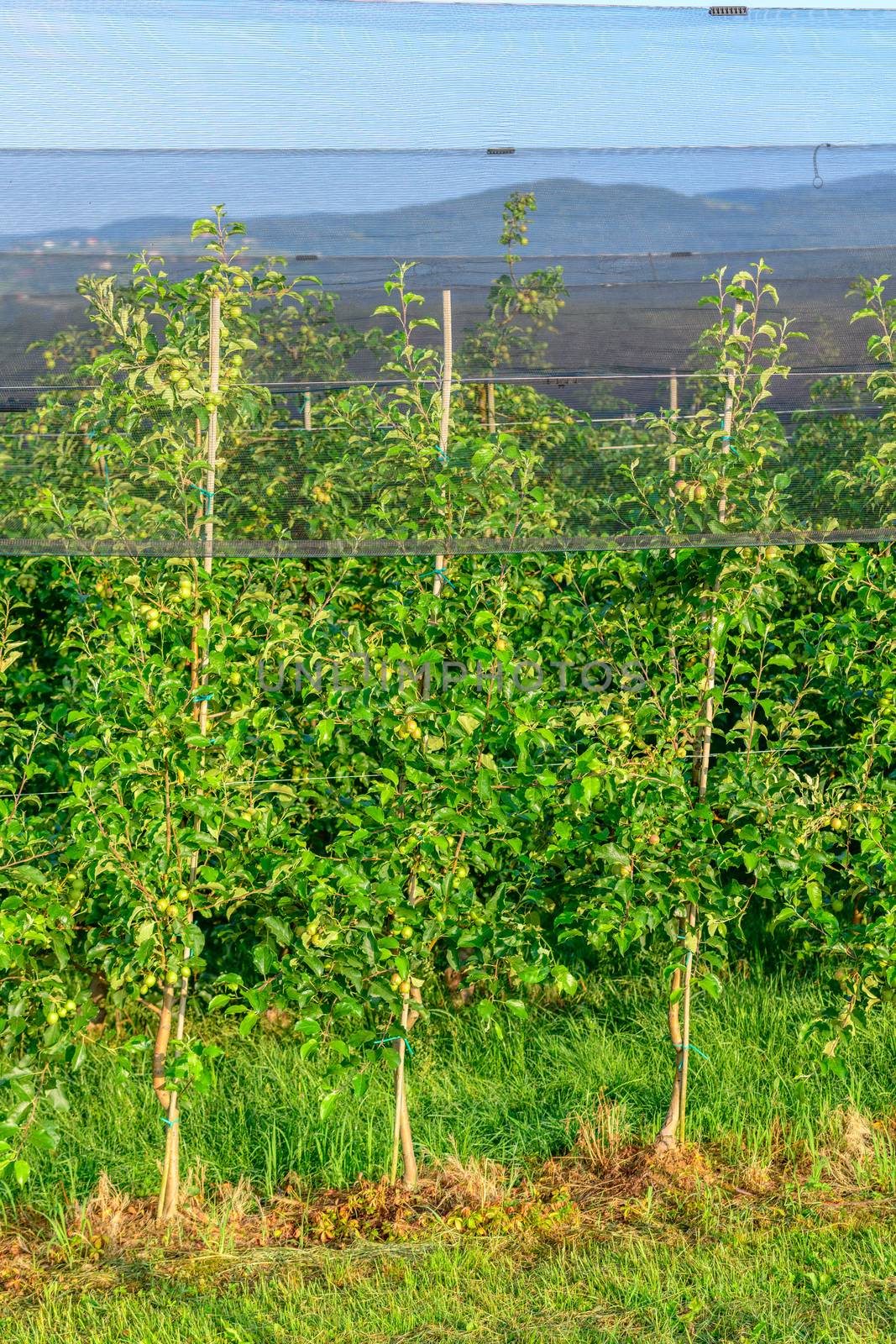 Apple orchards with Protection net against hail and elements