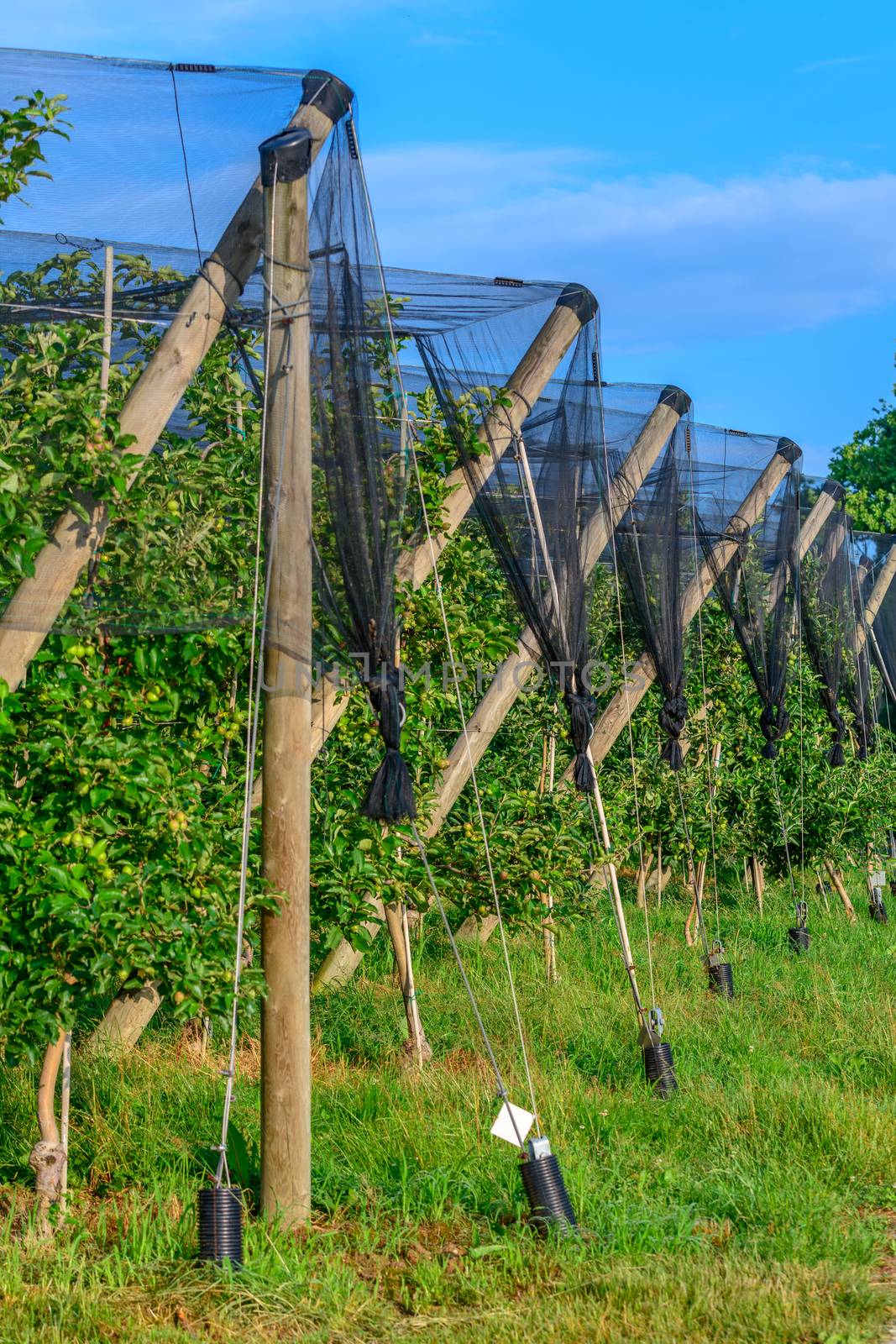 Apple orchards with Protection net against hail by asafaric
